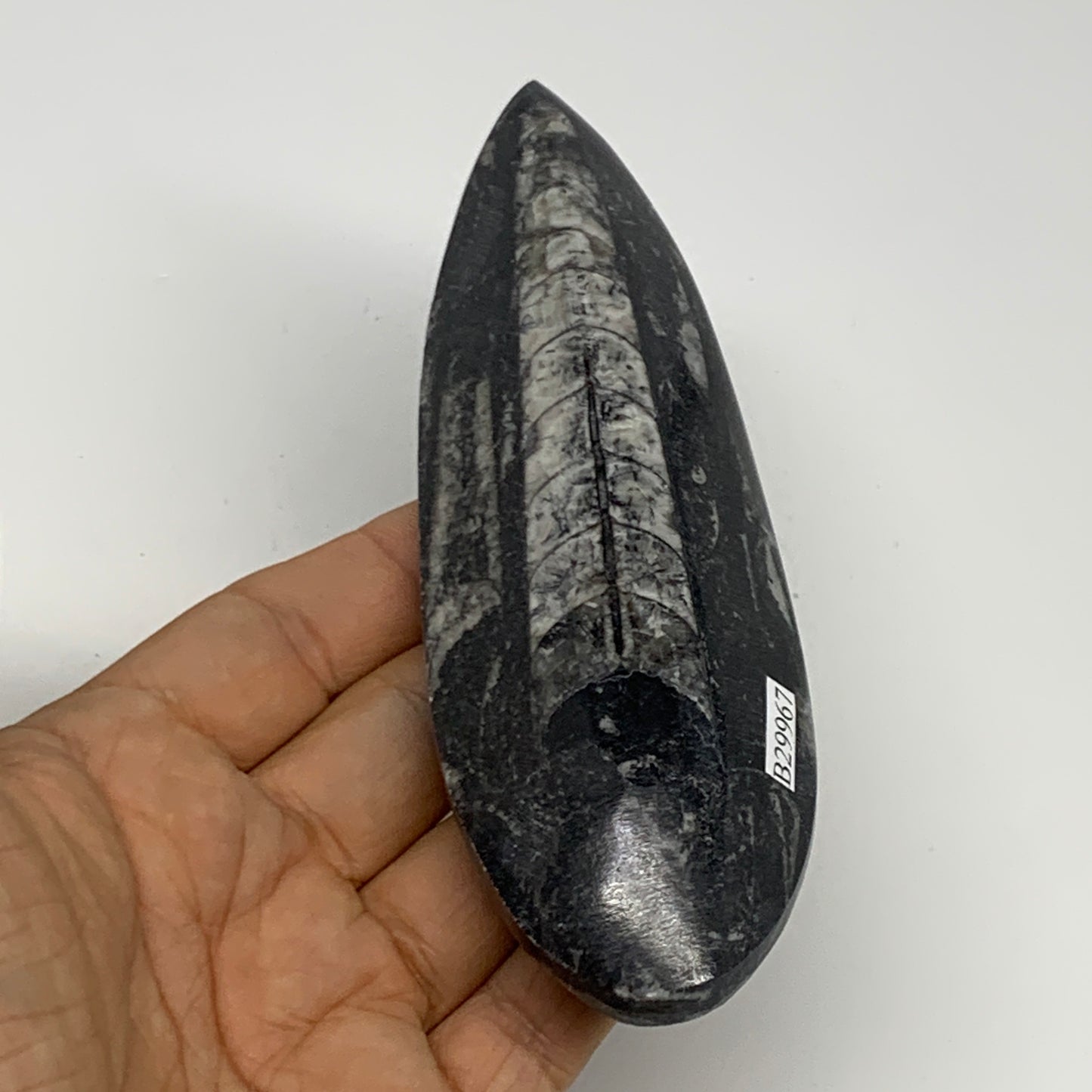 164.9g, 5.8"x1.8"x0.8" Fossils Orthoceras (straight horn) Squid @Morocco,B29967