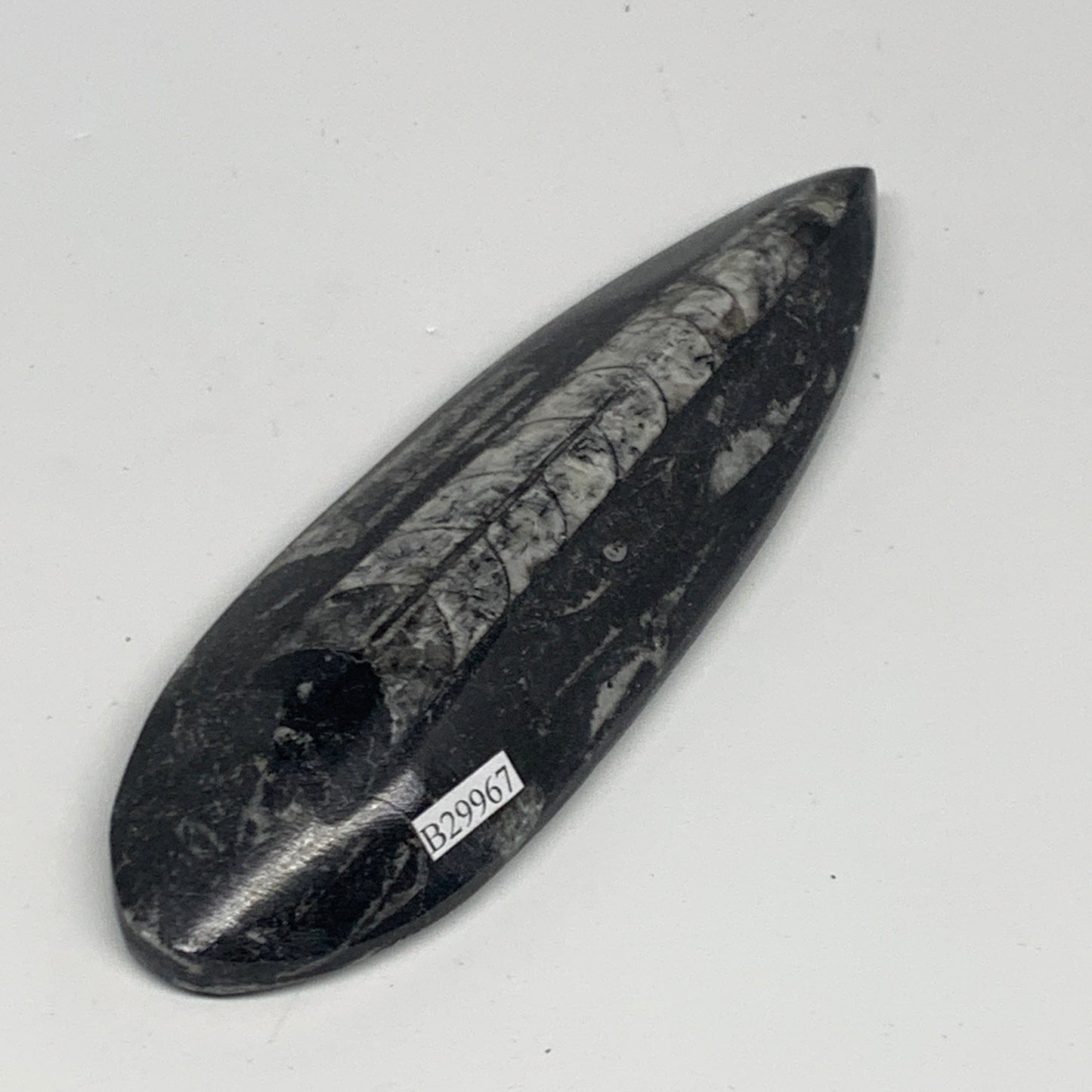 164.9g, 5.8"x1.8"x0.8" Fossils Orthoceras (straight horn) Squid @Morocco,B29967