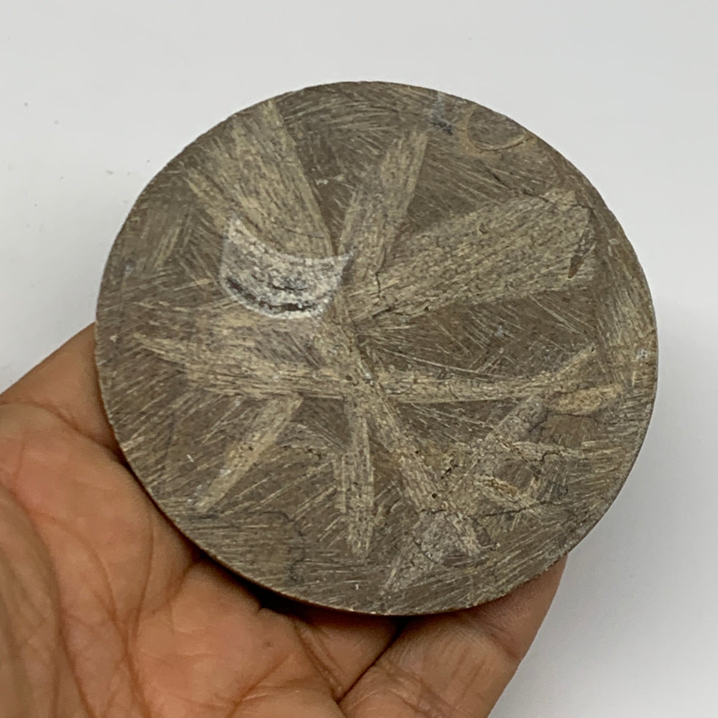 98.4g, 2.8"x2.8"x0.6", Goniatite (Button) Ammonite Polished Fossils, B30064