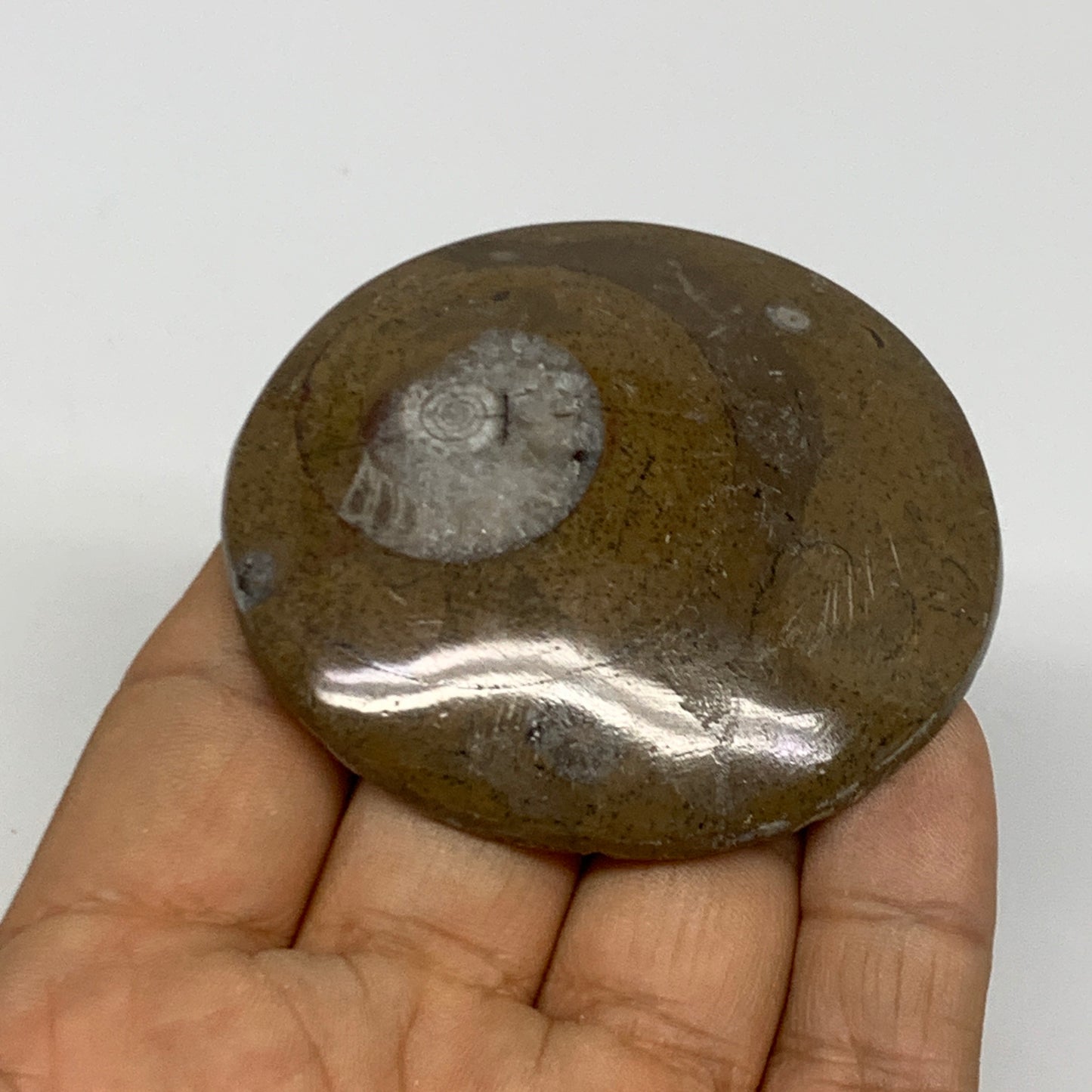 60.1g, 2.4"x2.3"x0.5", Goniatite (Button) Ammonite Polished Fossils, B30082