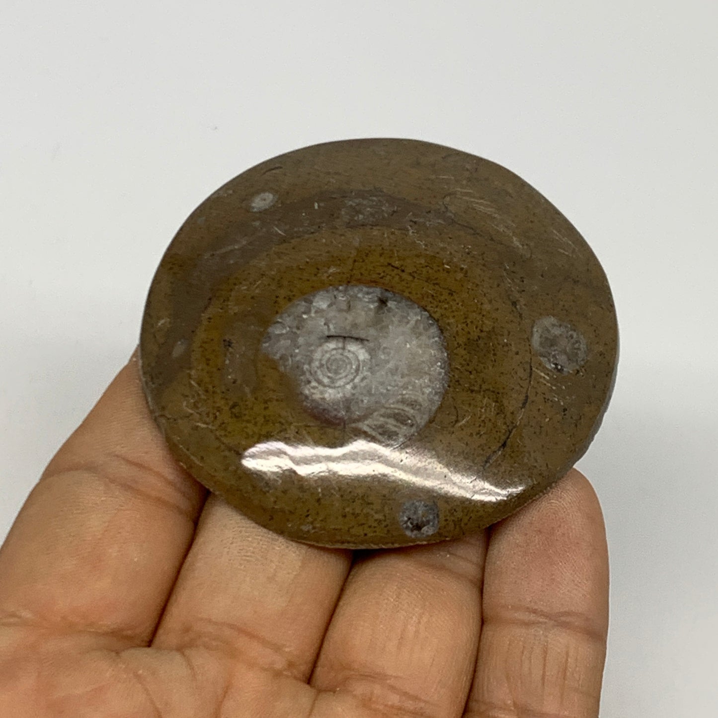 60.1g, 2.4"x2.3"x0.5", Goniatite (Button) Ammonite Polished Fossils, B30082