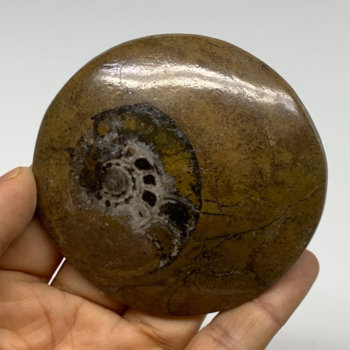 95.5g, 2.8"x2.8"x0.6", Goniatite (Button) Ammonite Polished Fossils, B30095