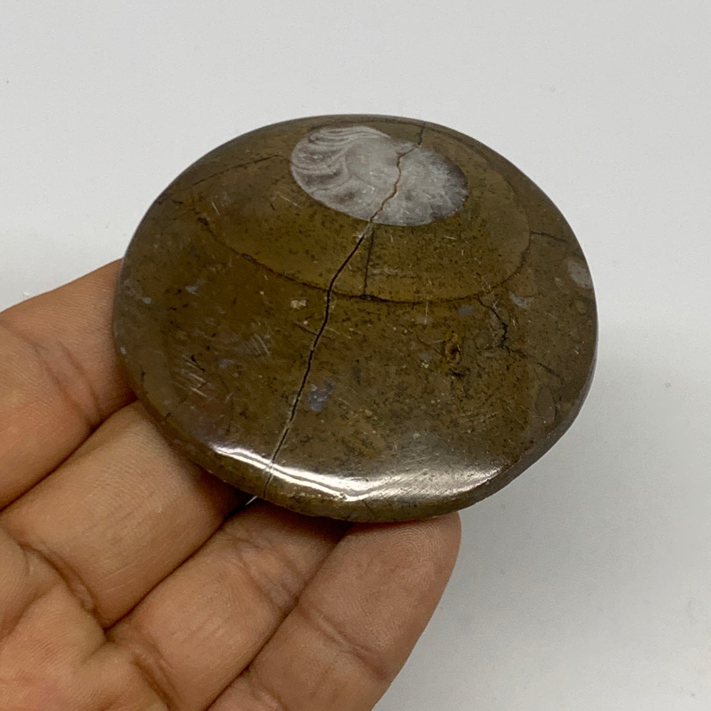 60.6g, 2.4"x2.4"x0.5", Goniatite (Button) Ammonite Polished Fossils, B30103