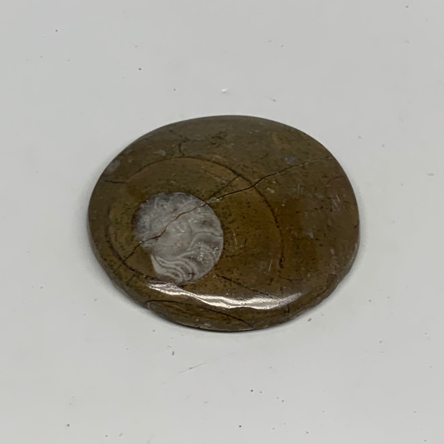 60.6g, 2.4"x2.4"x0.5", Goniatite (Button) Ammonite Polished Fossils, B30103