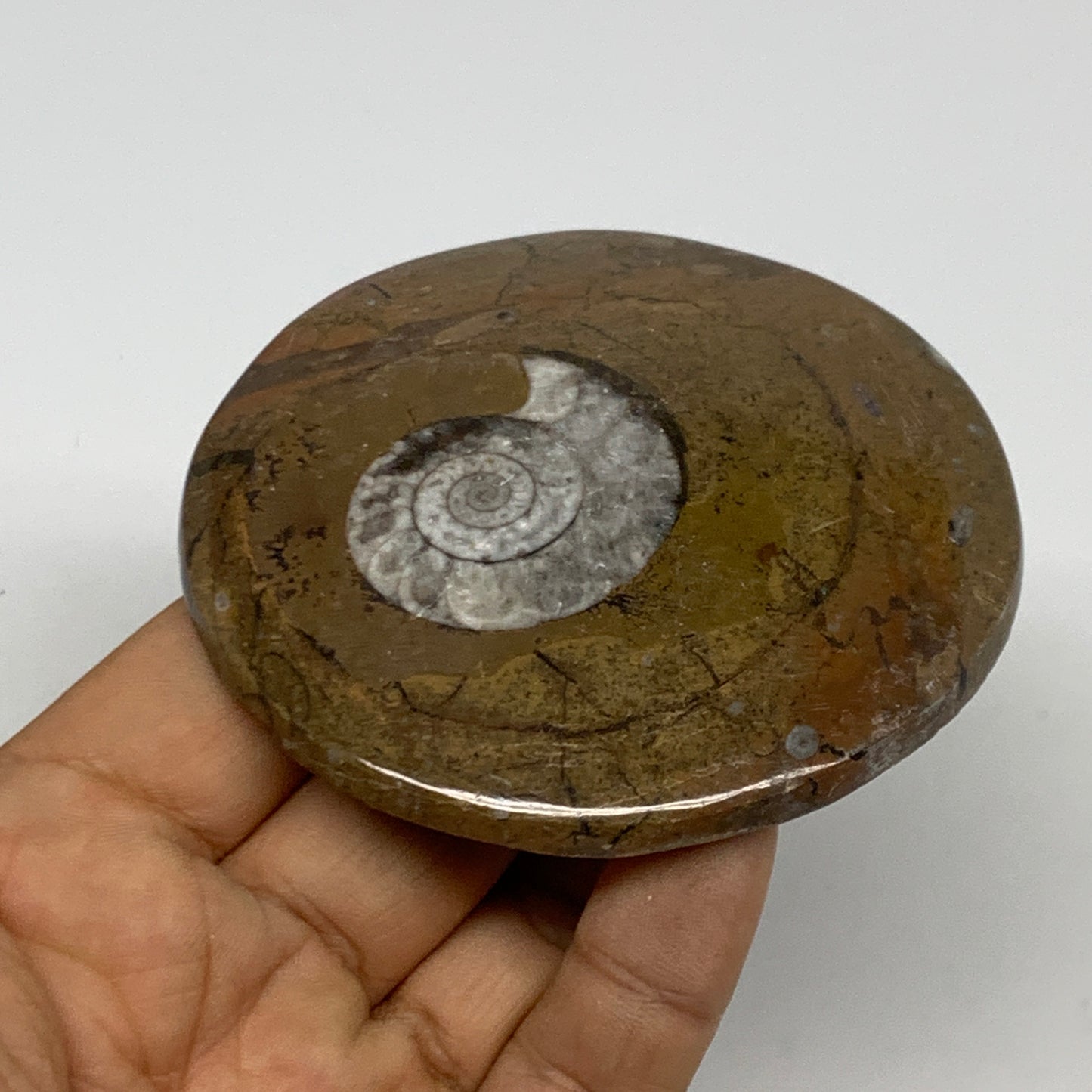 99.1g, 3.1"x3"x0.5", Goniatite (Button) Ammonite Polished Fossils, B30109
