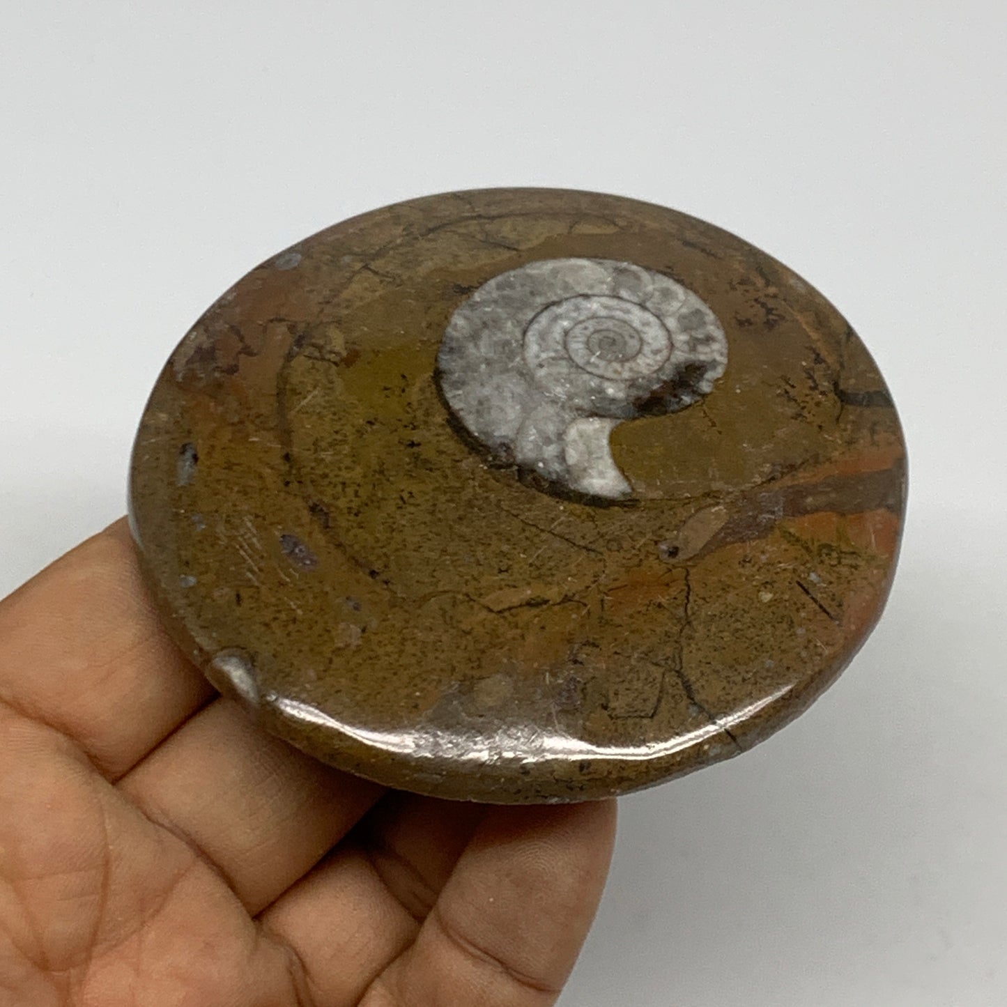 99.1g, 3.1"x3"x0.5", Goniatite (Button) Ammonite Polished Fossils, B30109