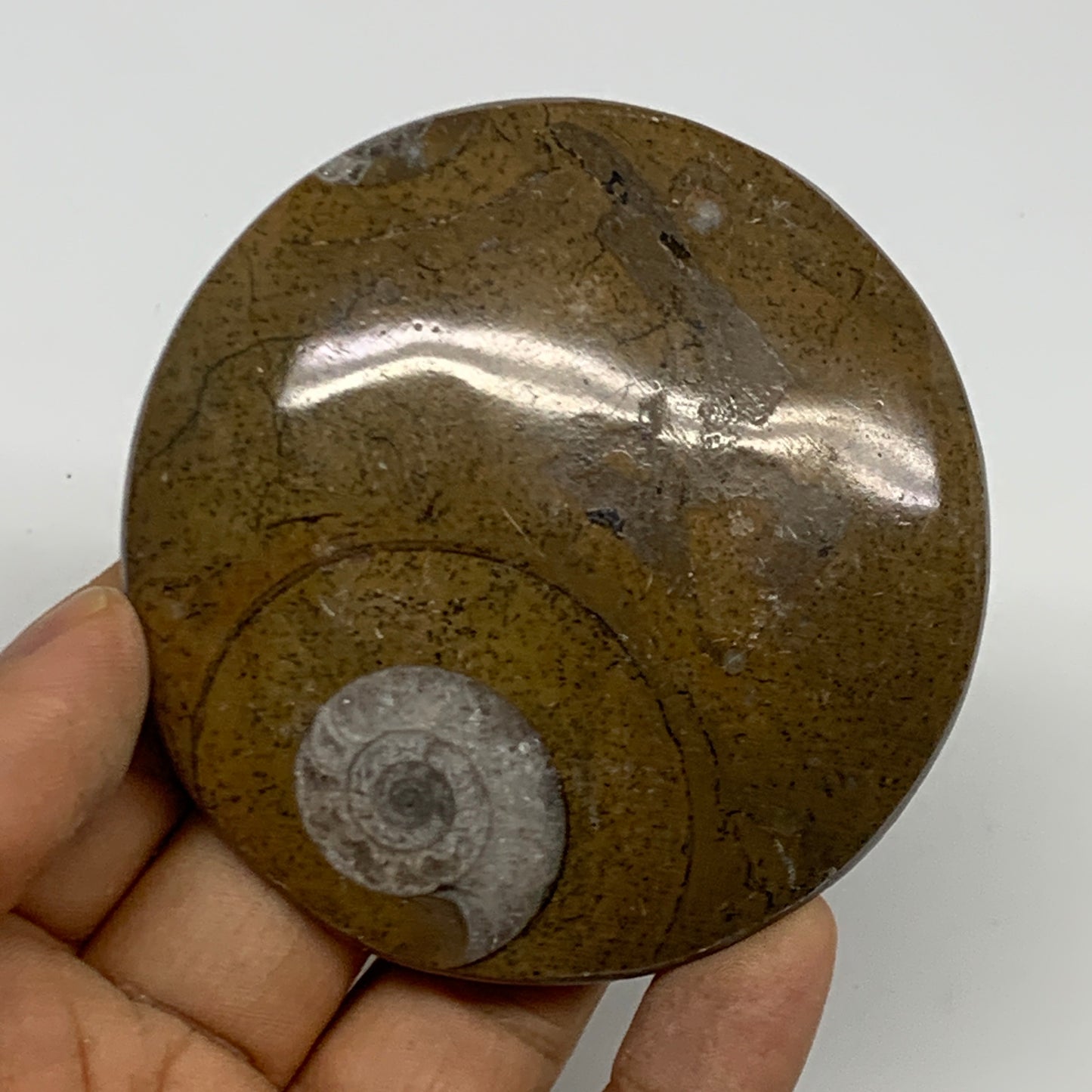 85g, 2.8"x2.8"x0.5", Goniatite (Button) Ammonite Polished Fossils, B30115