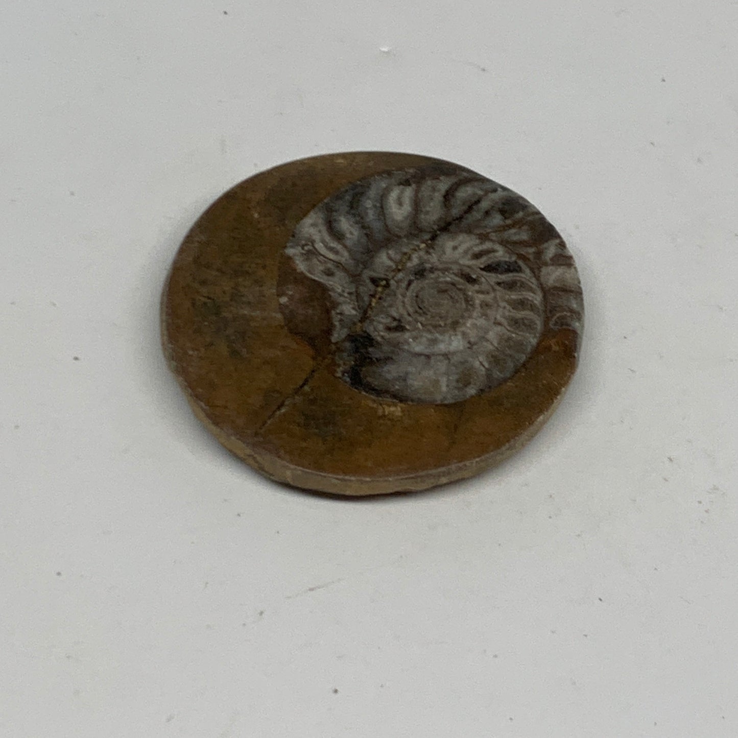 27.4g, 1.9"x1.9"x0.3", Goniatite (Button) Ammonite Polished Fossils , B30126