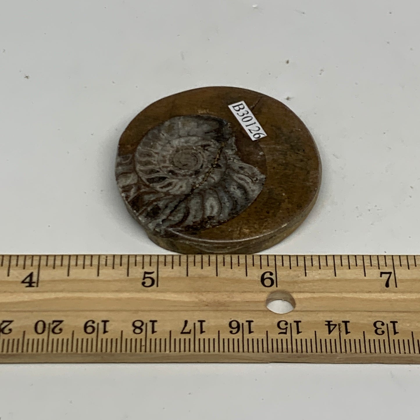 27.4g, 1.9"x1.9"x0.3", Goniatite (Button) Ammonite Polished Fossils , B30126