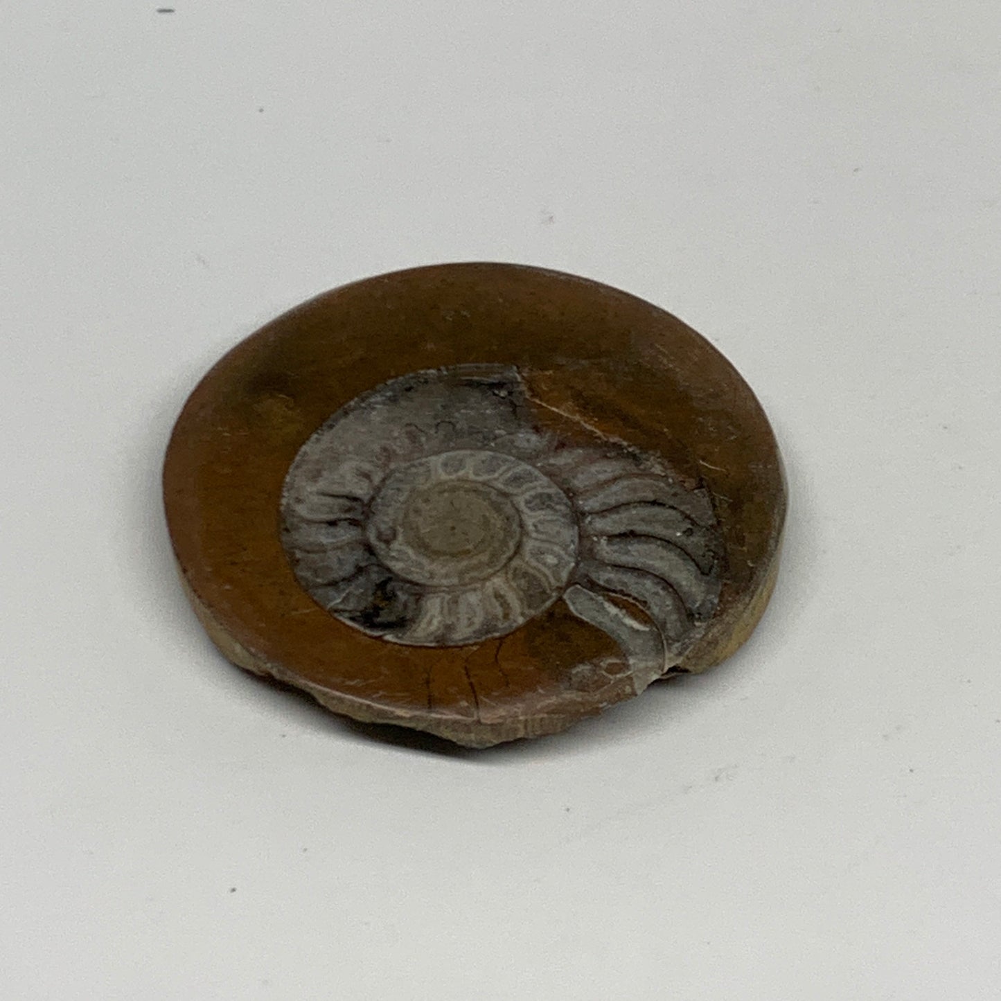 30.8g, 2"x1.9"x0.3", Goniatite (Button) Ammonite Polished Fossils , B30129