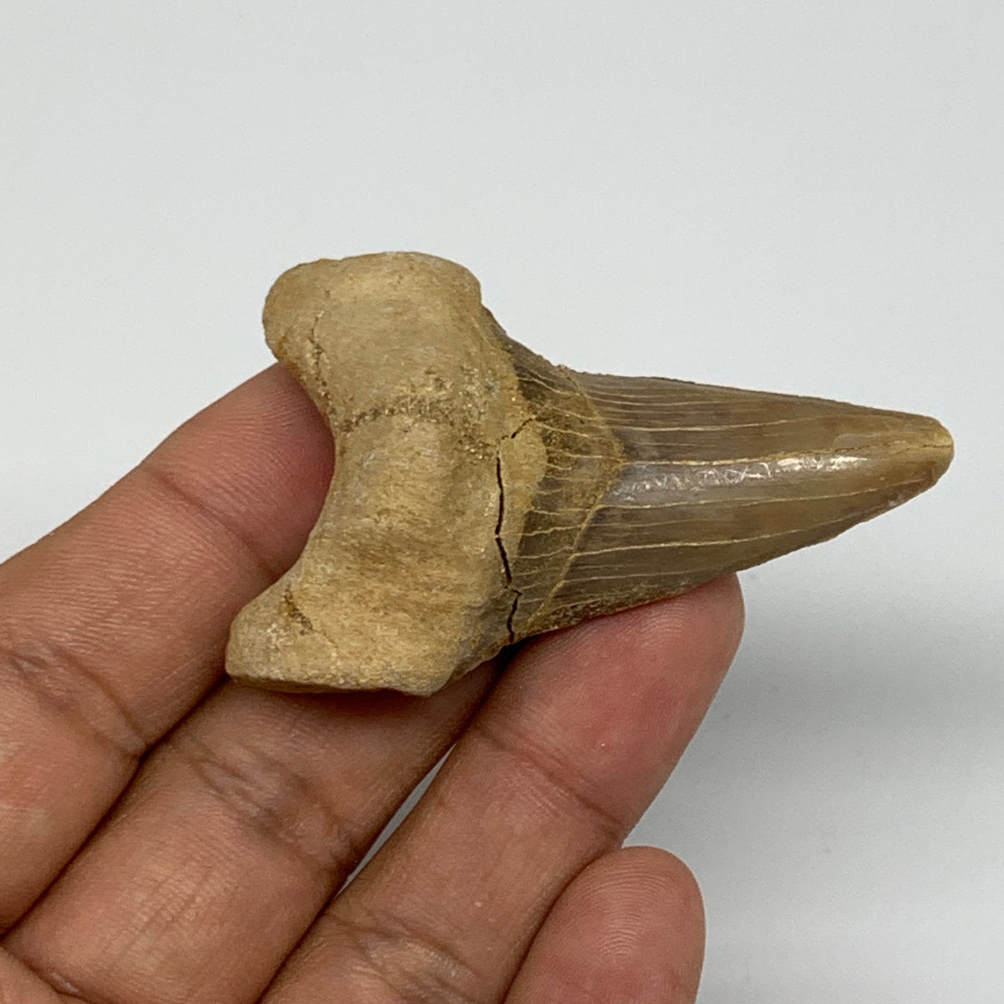 28.8g, 2.2"X 1.5"x 0.8" Natural Fossils Fish Shark Tooth @Morocco, B12694