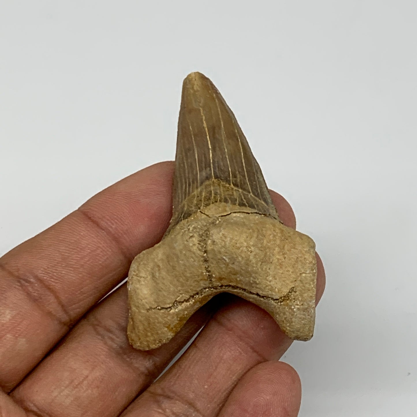 28.8g, 2.2"X 1.5"x 0.8" Natural Fossils Fish Shark Tooth @Morocco, B12694