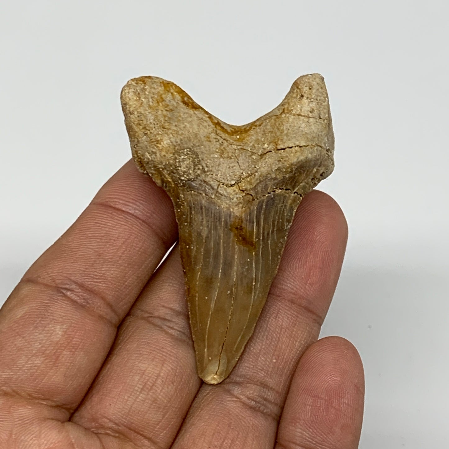 28.8g, 2.2"X 1.5"x 0.8" Natural Fossils Fish Shark Tooth @Morocco, B12694