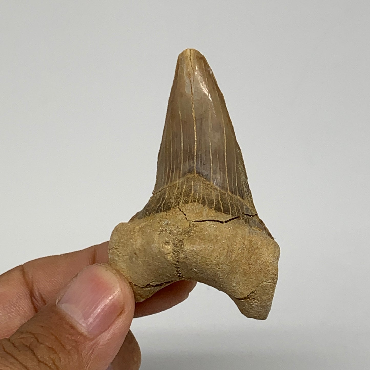 28.8g, 2.2"X 1.5"x 0.8" Natural Fossils Fish Shark Tooth @Morocco, B12694