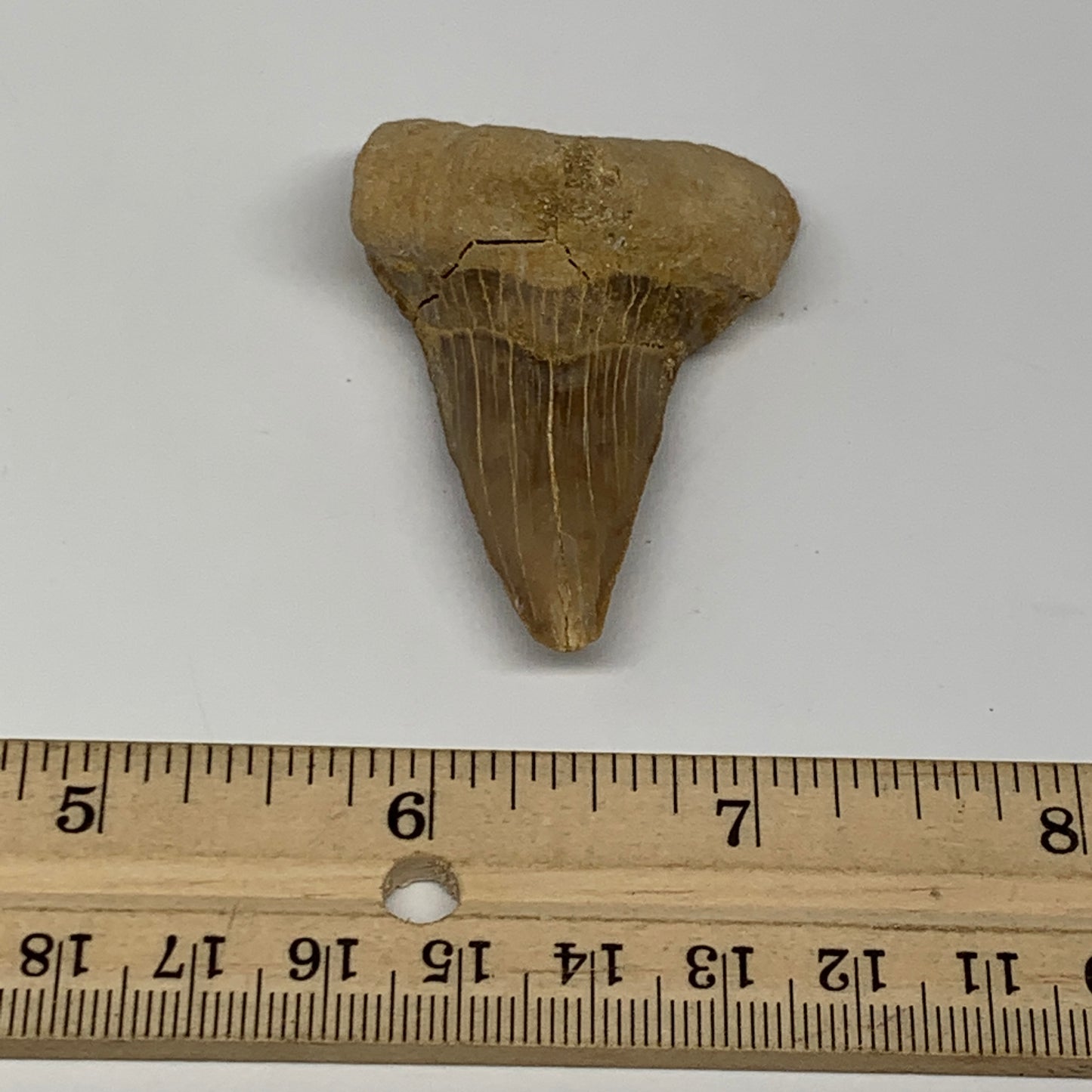 28.8g, 2.2"X 1.5"x 0.8" Natural Fossils Fish Shark Tooth @Morocco, B12694