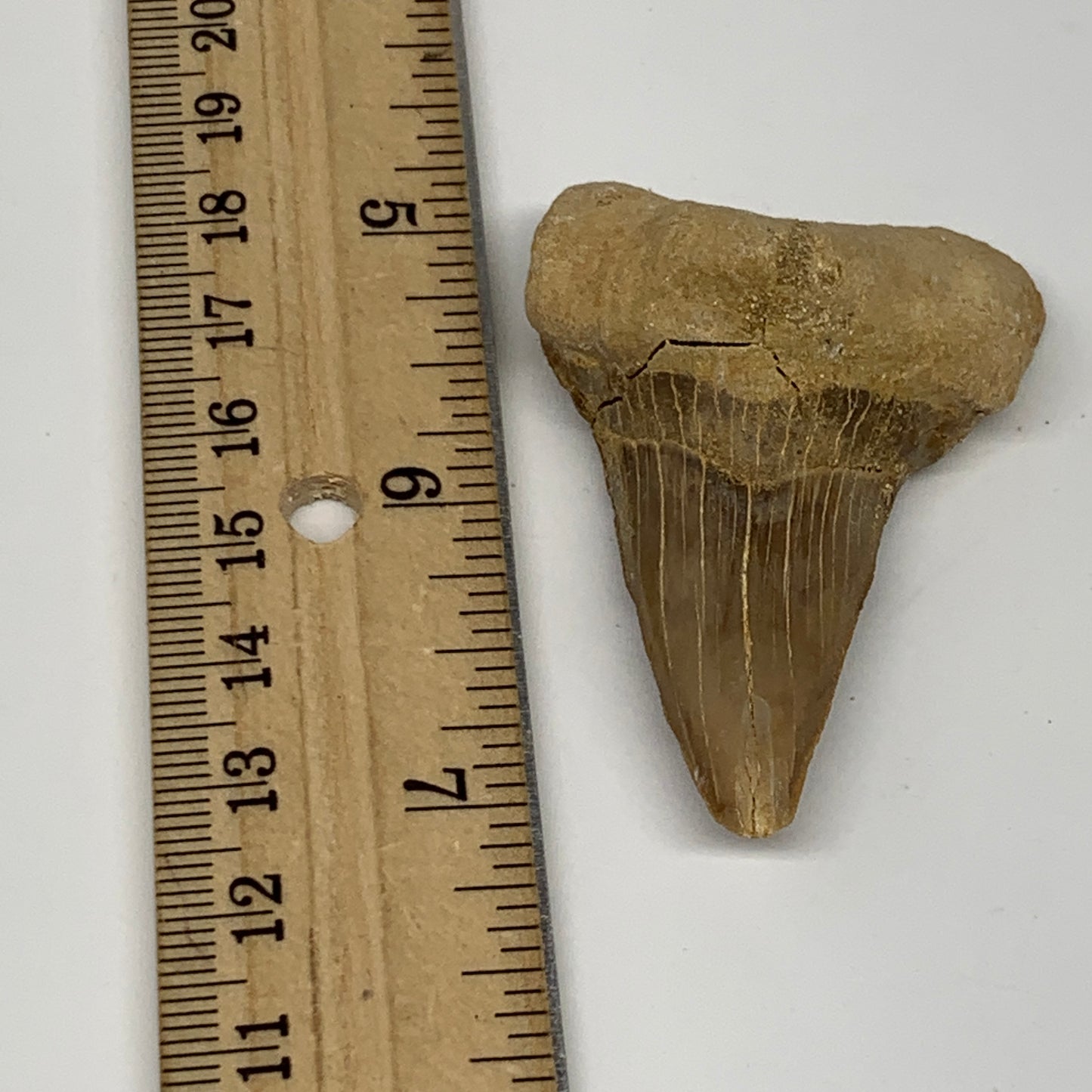 28.8g, 2.2"X 1.5"x 0.8" Natural Fossils Fish Shark Tooth @Morocco, B12694