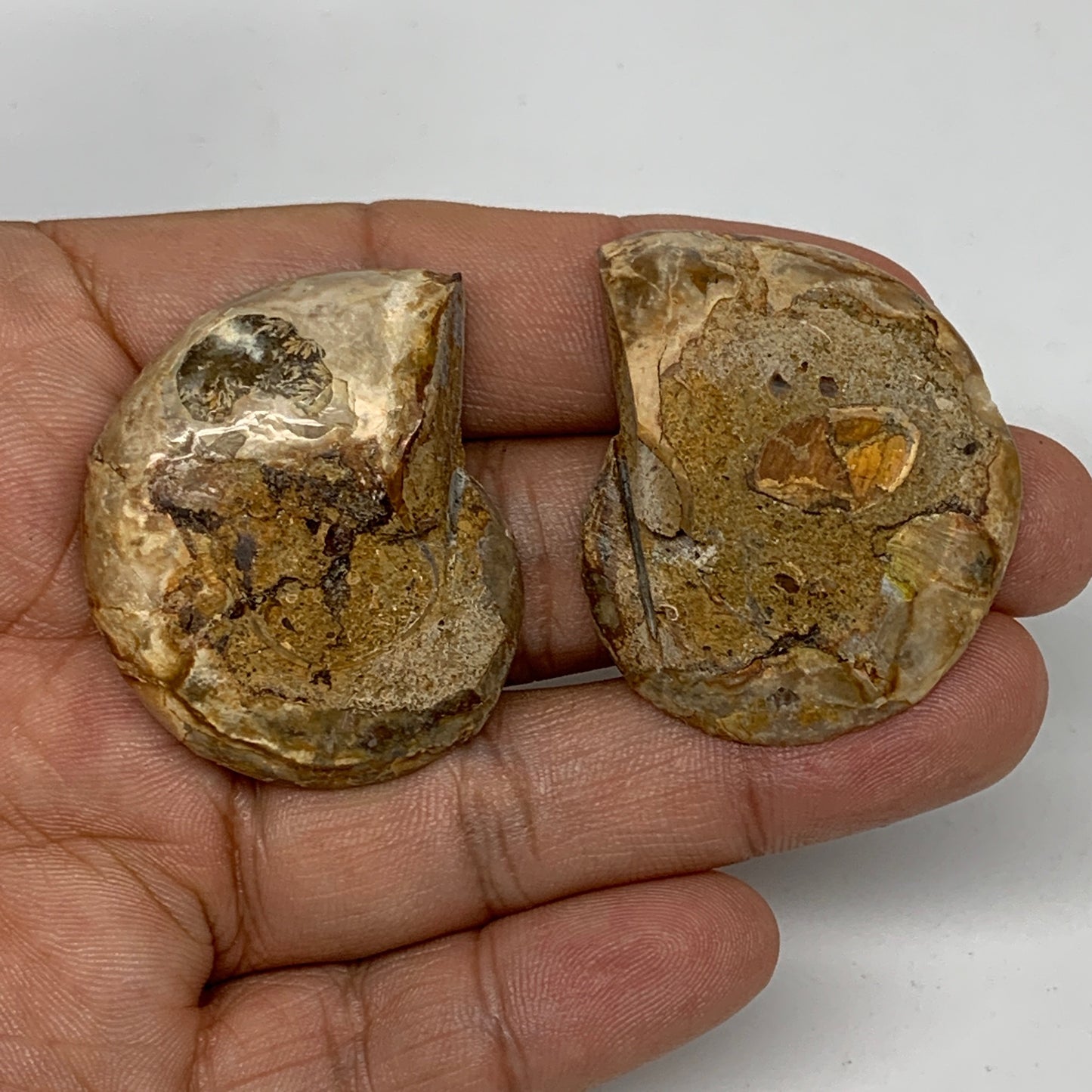 31.8g, 1.6"x1.3"x0.4", 1 Pair Half Cut Ammonite Polished Mineral @Madagascar,F22