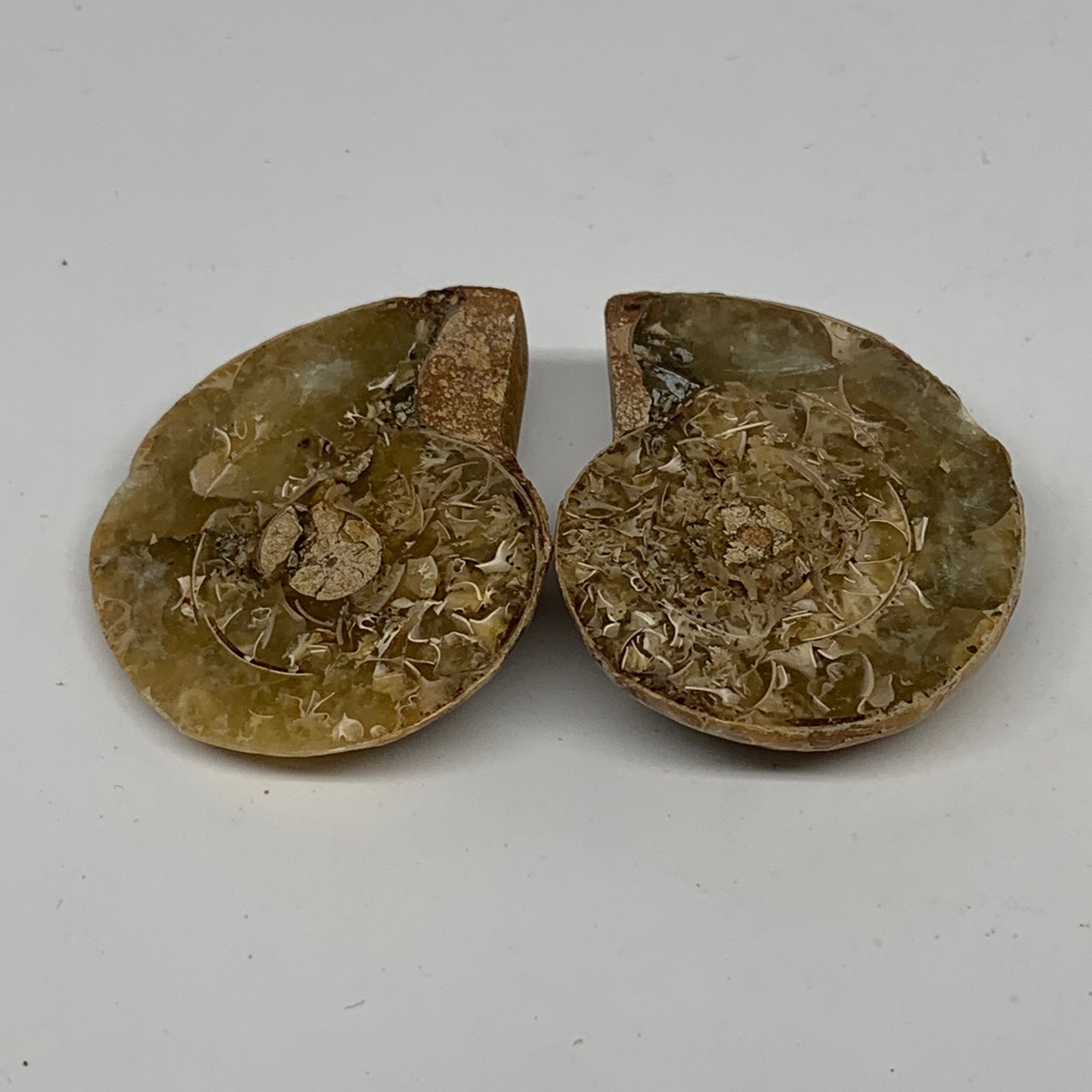 31.8g, 1.6"x1.3"x0.4", 1 Pair Half Cut Ammonite Polished Mineral @Madagascar,F22