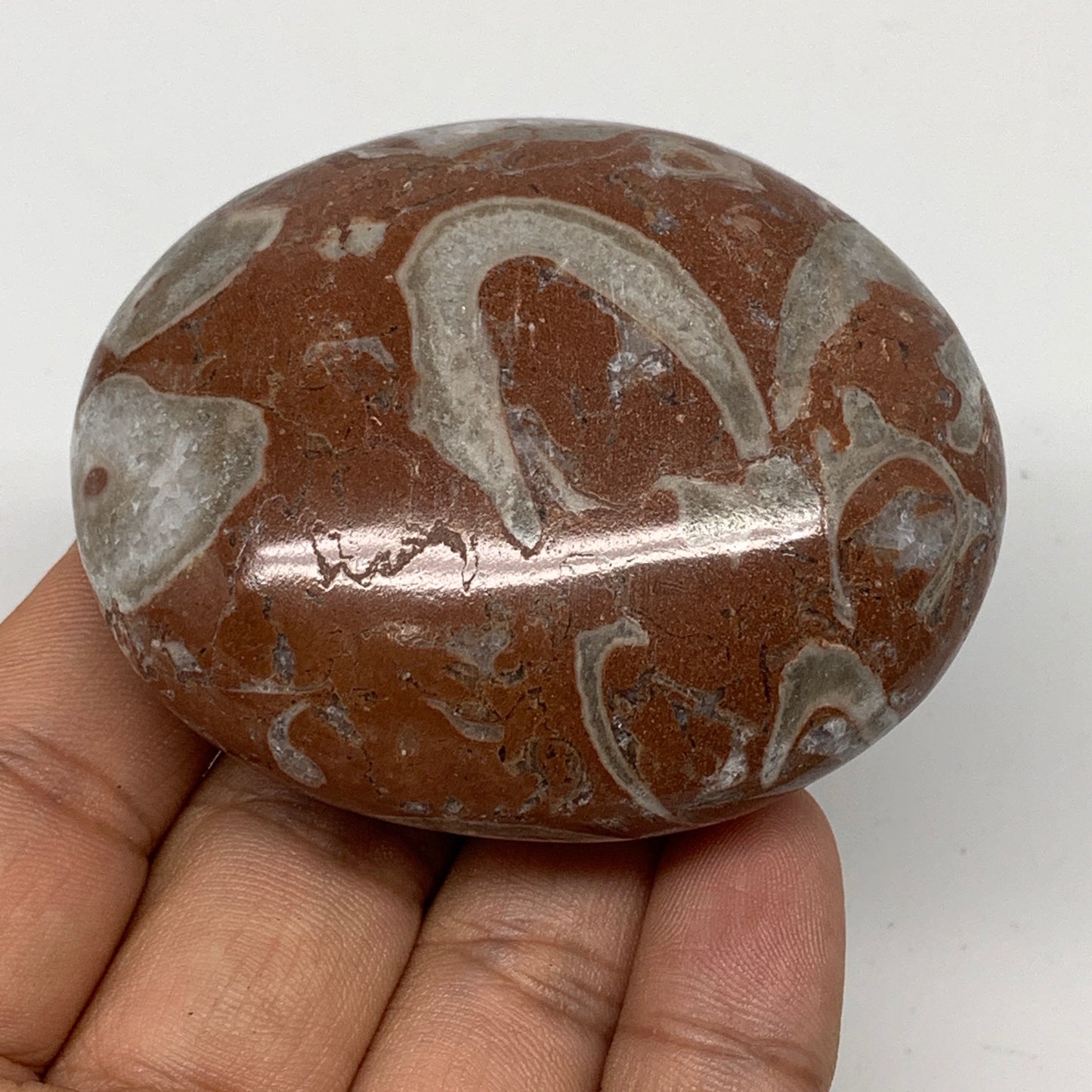 131.8g, 2.6"x2.1"x1.1", Natural Untreated Red Shell Fossils Oval Palms-tone, F12