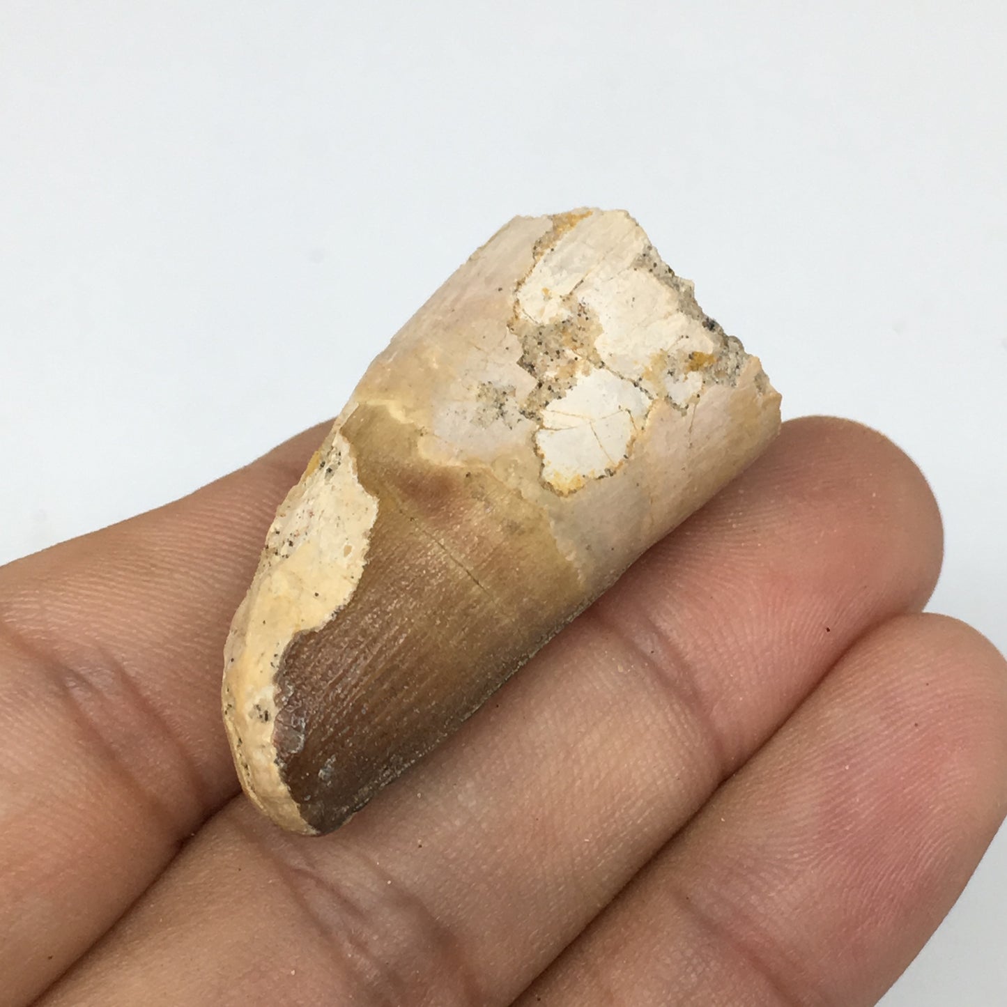 14.3g,1.5"X 0.8"x 0.7" Rare Natural Small Fossils Spinosaurus Tooth @Morocco,F15