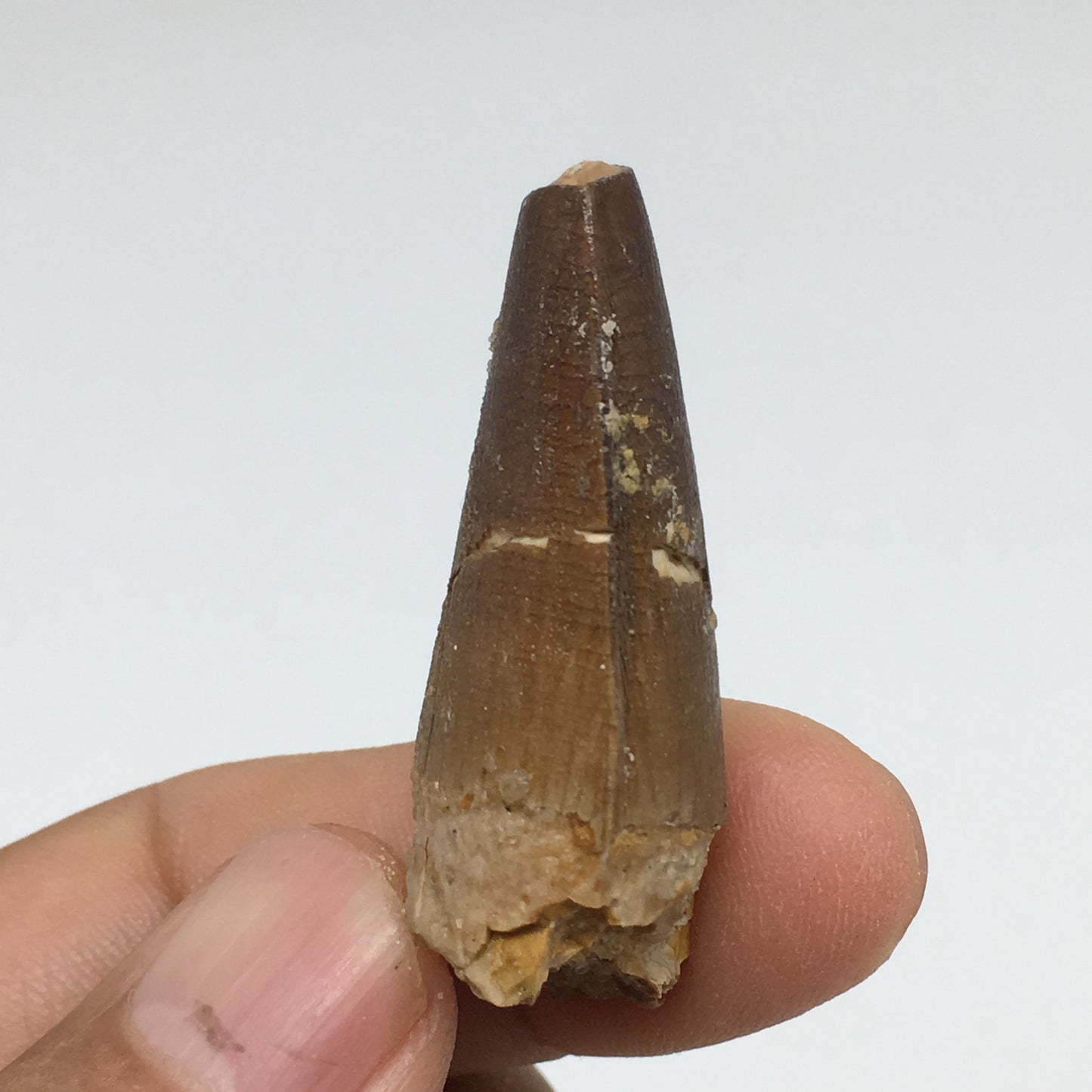 9.9g,1.7"X 0.7"x 0.6" Rare Natural Small Fossils Spinosaurus Tooth @Morocco,F185