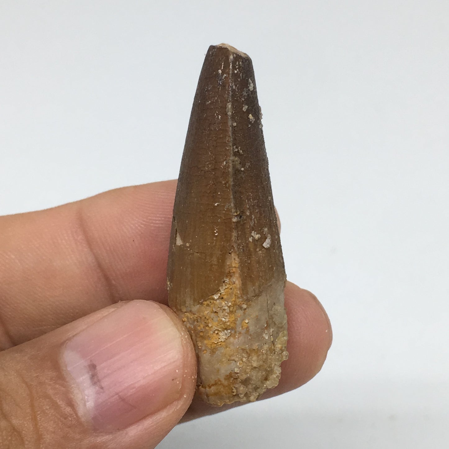 9.9g,1.7"X 0.7"x 0.6" Rare Natural Small Fossils Spinosaurus Tooth @Morocco,F185