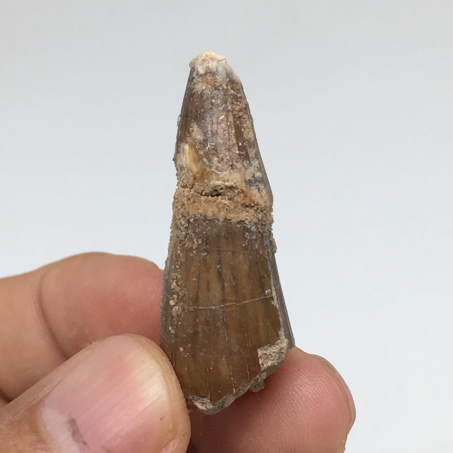 7.8g,1.5"X 0.7"x 0.6" Rare Natural Small Fossils Spinosaurus Tooth @Morocco,F186