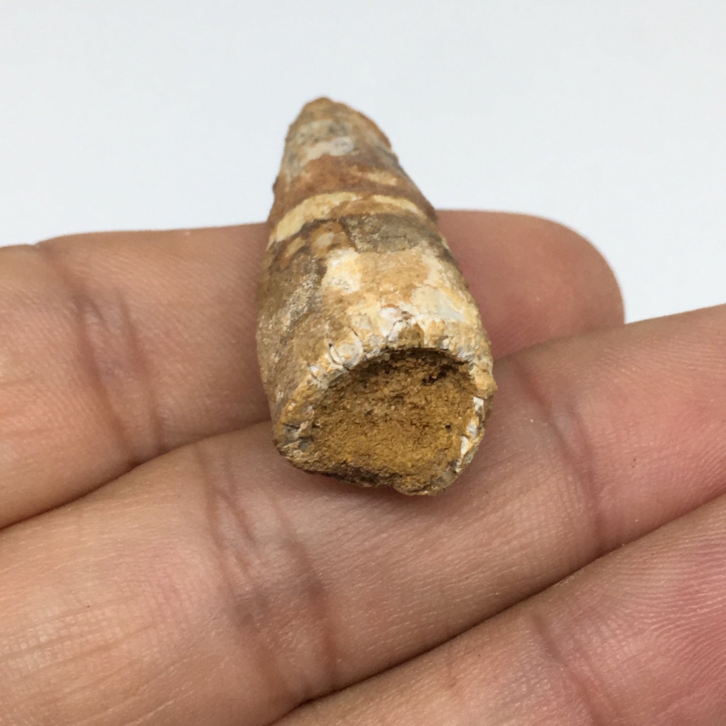 6.4g,1.5"X 0.6"x 0.5" Rare Natural Small Fossils Spinosaurus Tooth @Morocco,F195