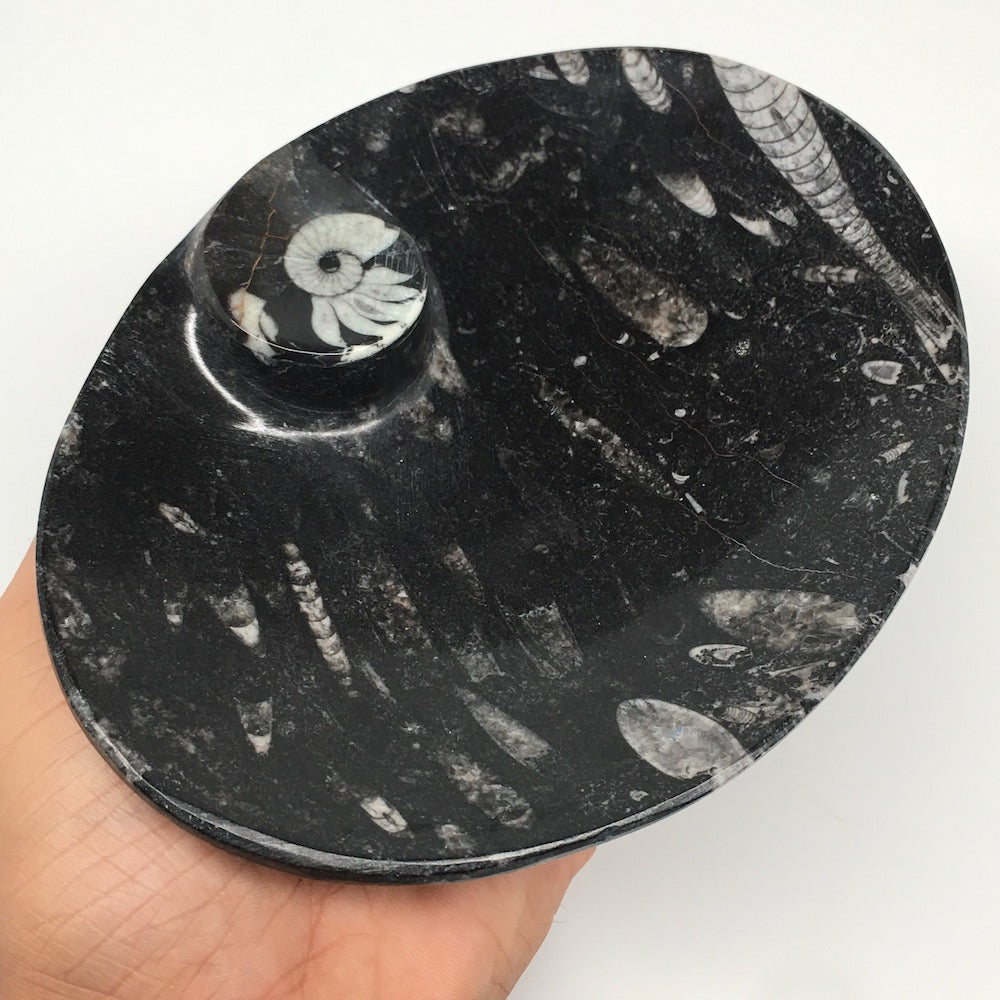 4pcs,6.25"x4.75"x5mm Oval Fossils Orthoceras Ammonite Bowls Dishes,Black, MF1367
