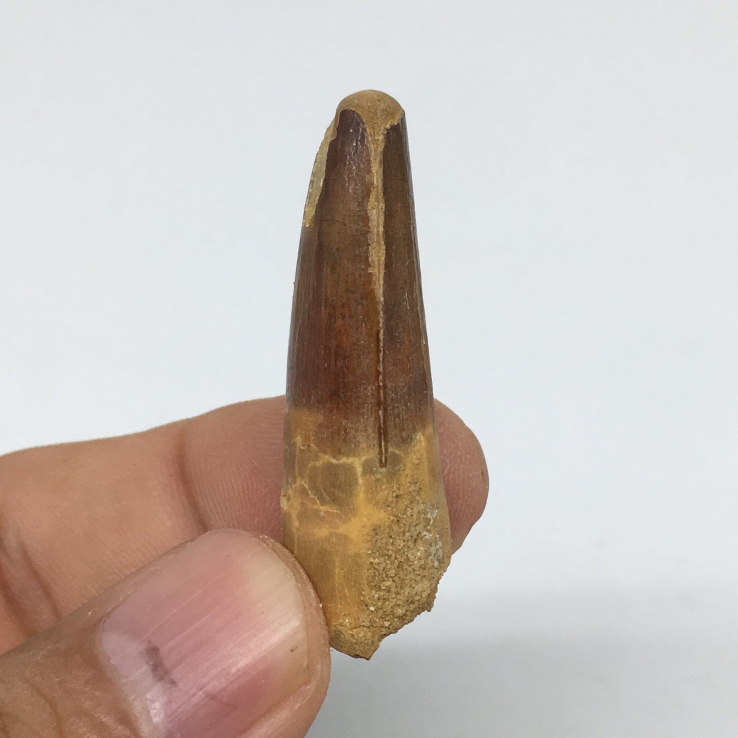 6.9g,1.5"X 0.6"x 0.5" Rare Natural Small Fossils Spinosaurus Tooth @Morocco,F237