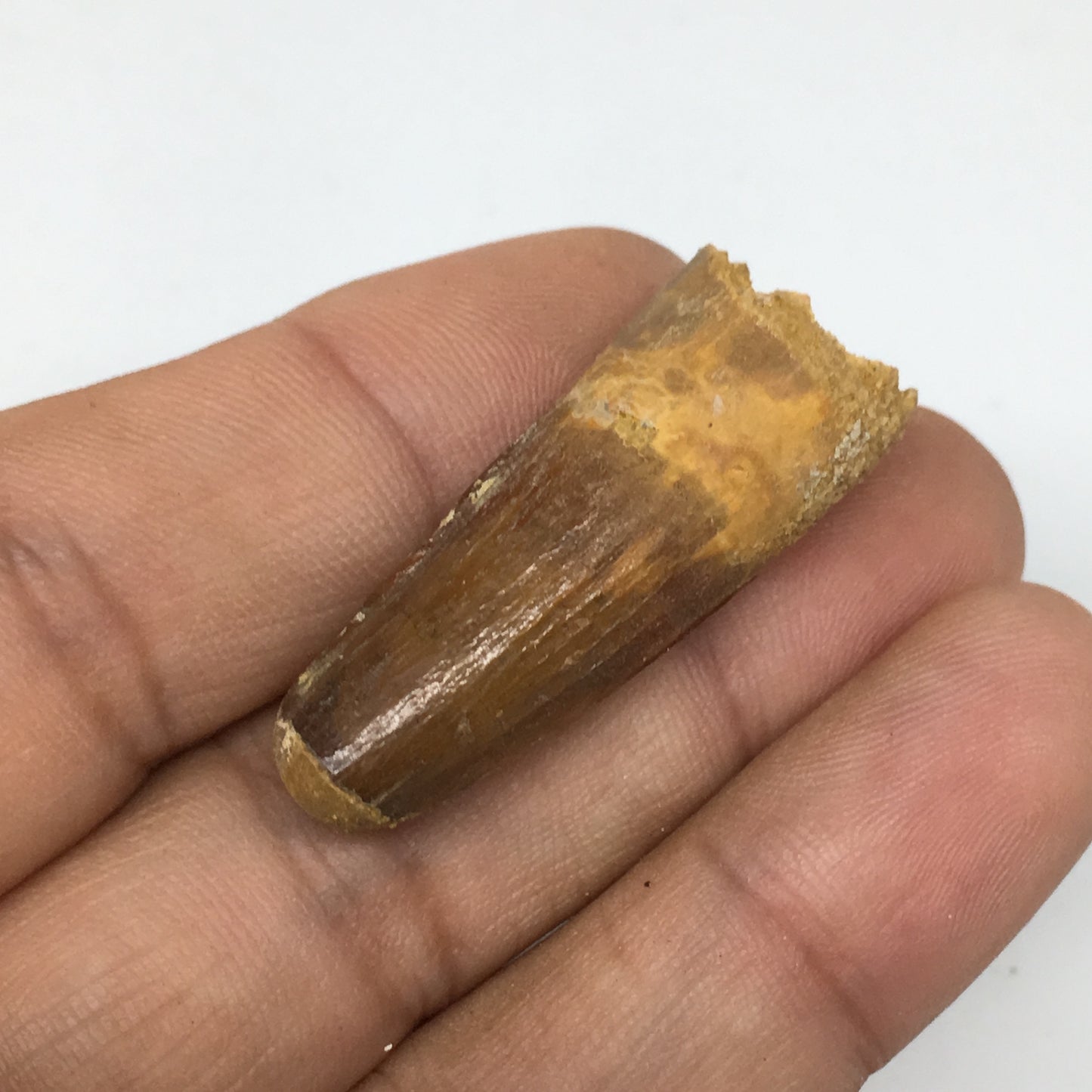 6.9g,1.5"X 0.6"x 0.5" Rare Natural Small Fossils Spinosaurus Tooth @Morocco,F237