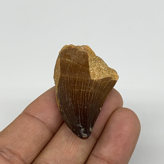 16.7g,1.6"X1"x0.7" Fossil Mosasaur Tooth reptiles, Cretaceous @Morocco,B12838
