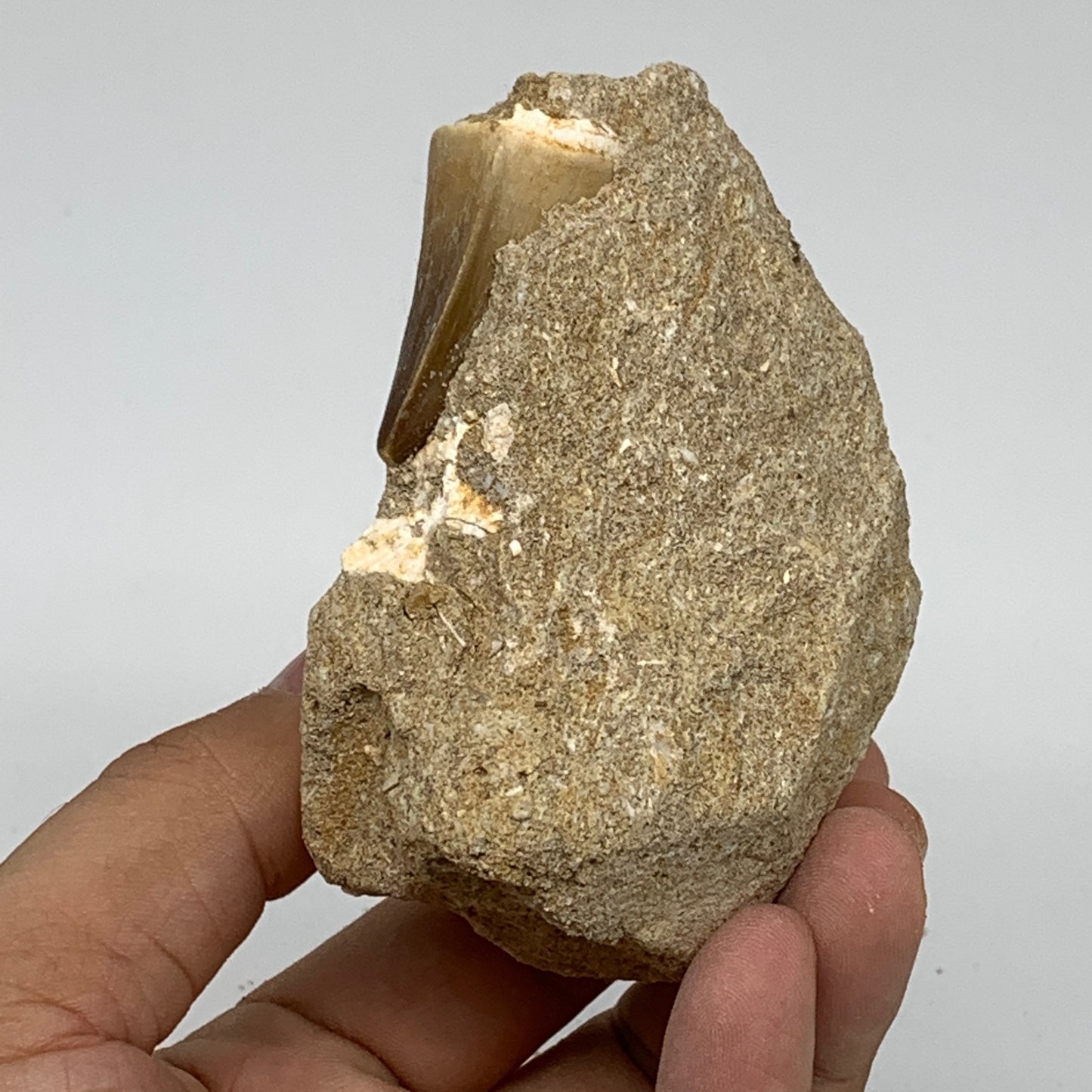 226.2g,3"X3"x1.8" Original Genuine Fossil Mosasaur Tooth on Matrix, F1395