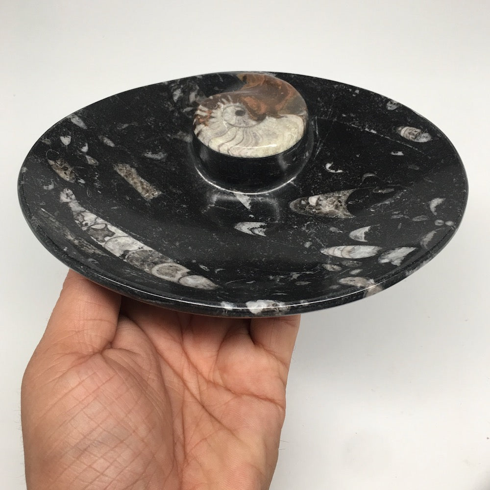 4pcs,6.25"x4.75"x5mm Oval Fossils Orthoceras Ammonite Bowls Dishes,Black, MF1382