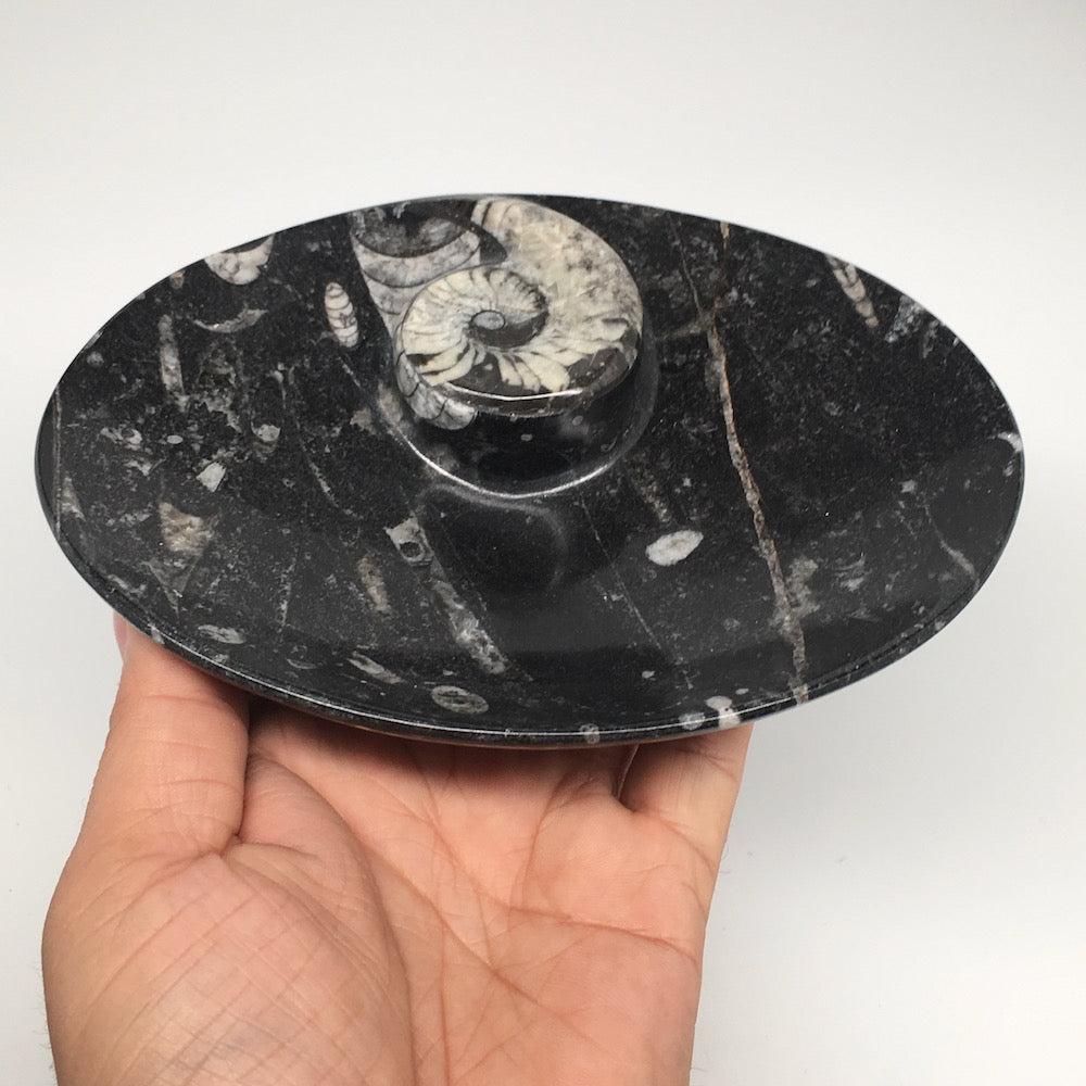 4pcs,6.25"x4.75"x5mm Oval Fossils Orthoceras Ammonite Bowls Dishes,Black, MF1382