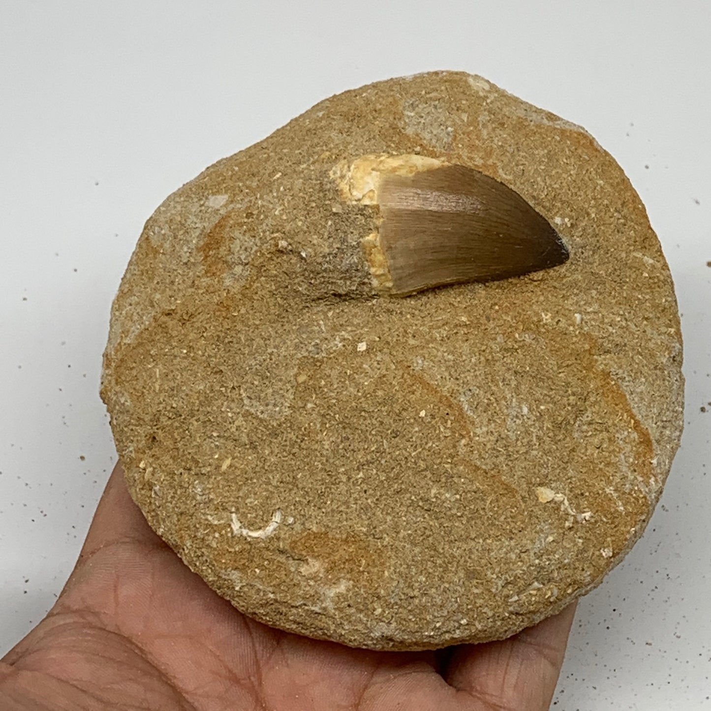 266.9g,3.7"X3.9"x1.6" Original Genuine Fossil Mosasaur Tooth on Matrix, F1396