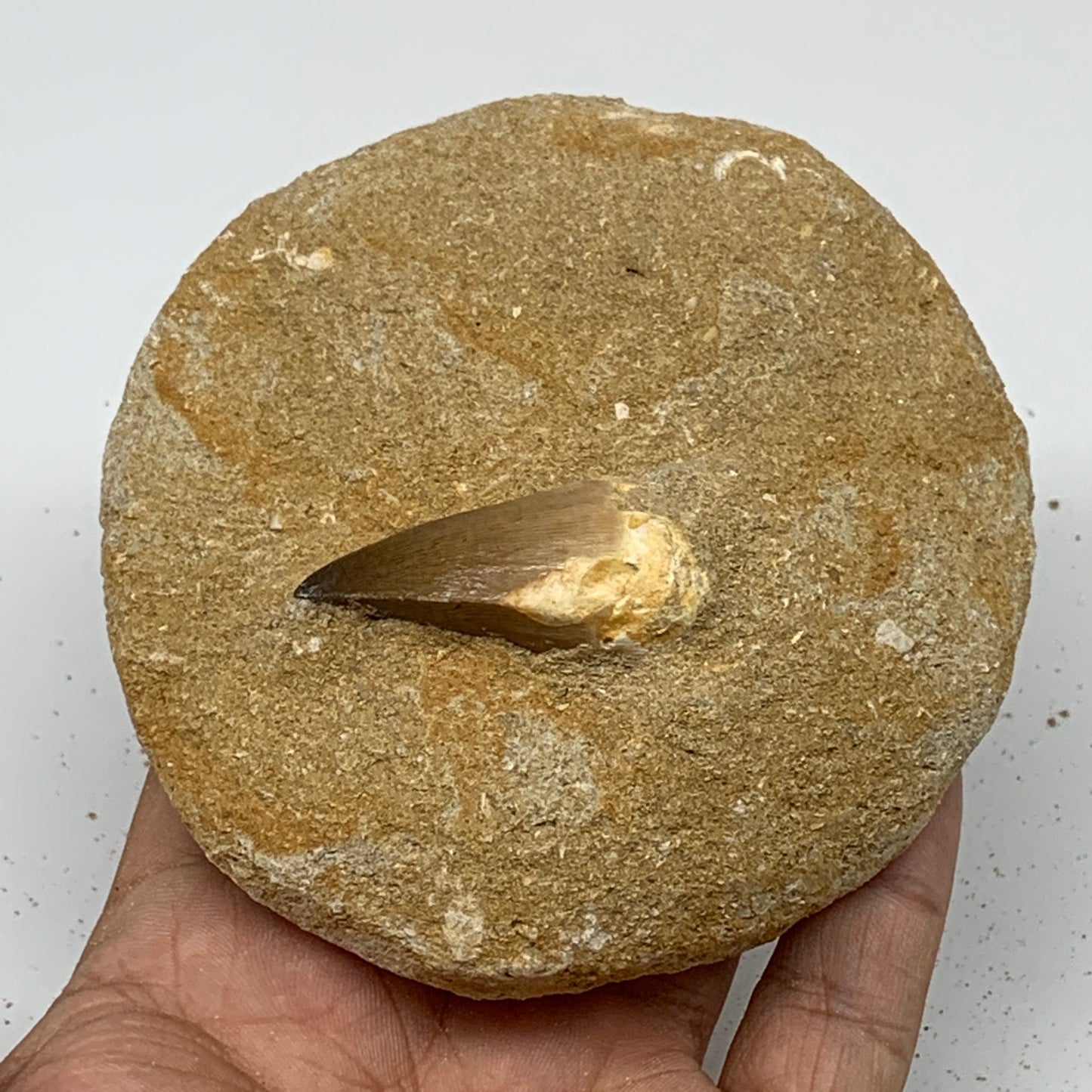 266.9g,3.7"X3.9"x1.6" Original Genuine Fossil Mosasaur Tooth on Matrix, F1396