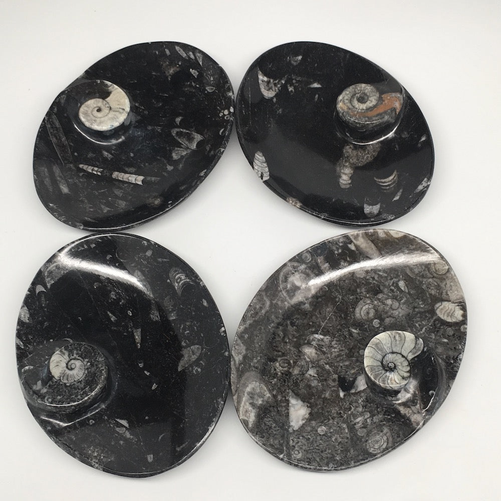 4pcs,6.25"x4.75"x5mm Oval Fossils Orthoceras Ammonite Bowls Dishes,Black, MF1383