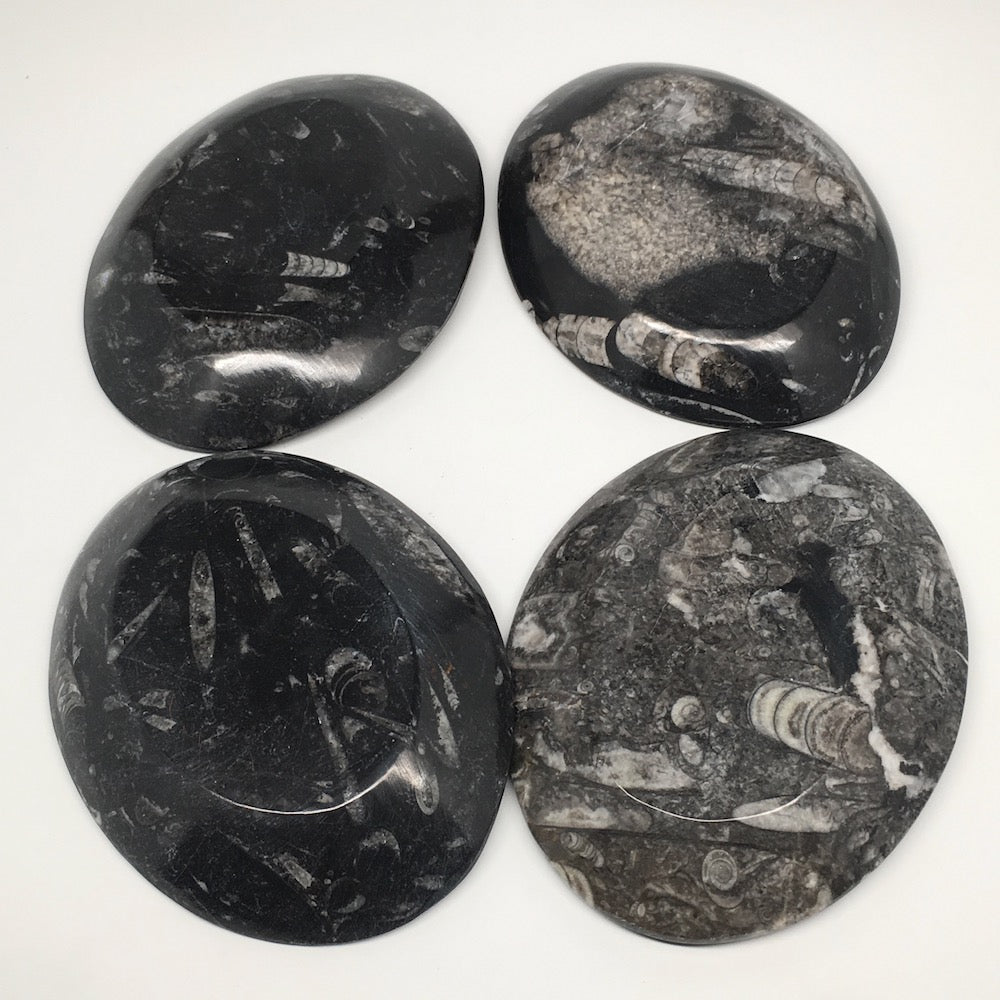 4pcs,6.25"x4.75"x5mm Oval Fossils Orthoceras Ammonite Bowls Dishes,Black, MF1383