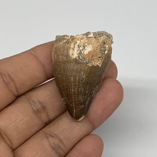 17g,1.7"X1.1"x0.7" Fossil Mosasaur Tooth reptiles, Cretaceous @Morocco,B12856
