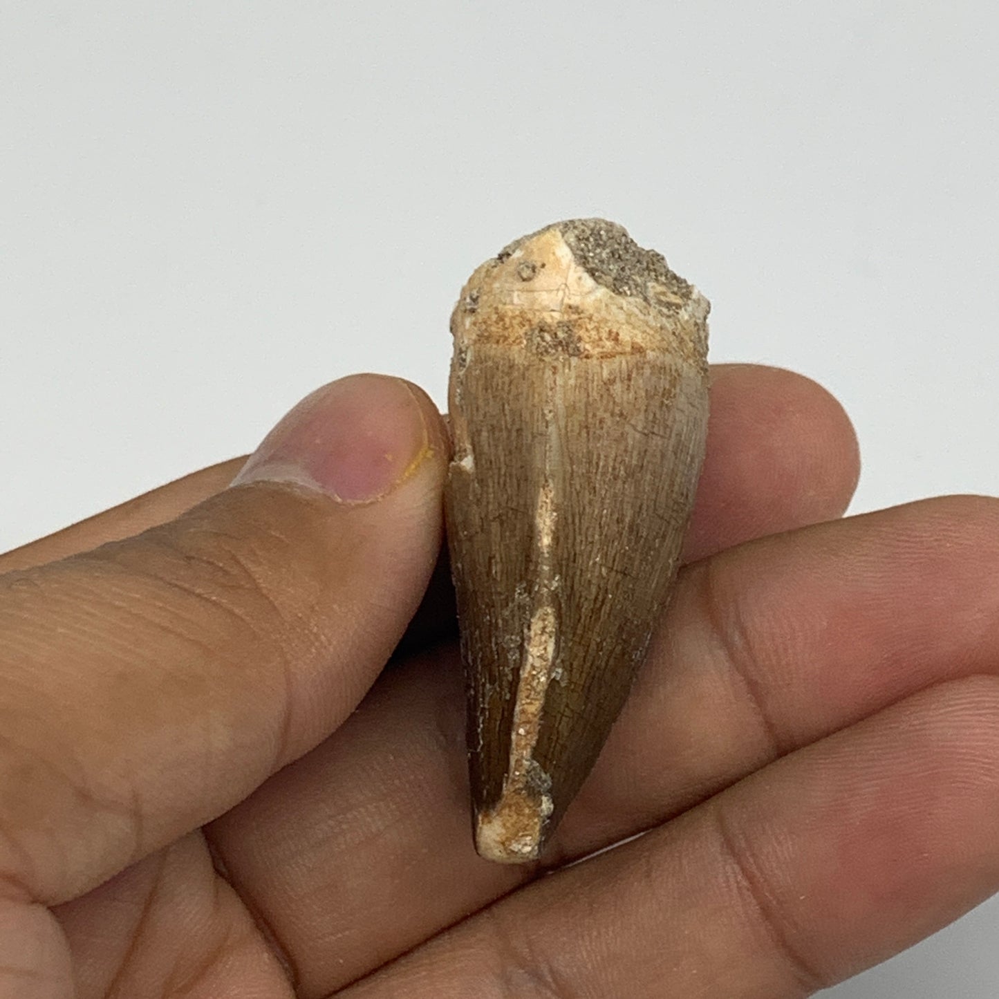 17g,1.7"X1.1"x0.7" Fossil Mosasaur Tooth reptiles, Cretaceous @Morocco,B12856