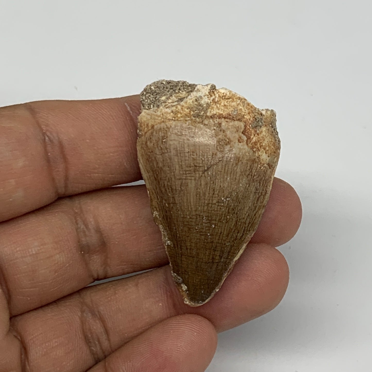 17g,1.7"X1.1"x0.7" Fossil Mosasaur Tooth reptiles, Cretaceous @Morocco,B12856