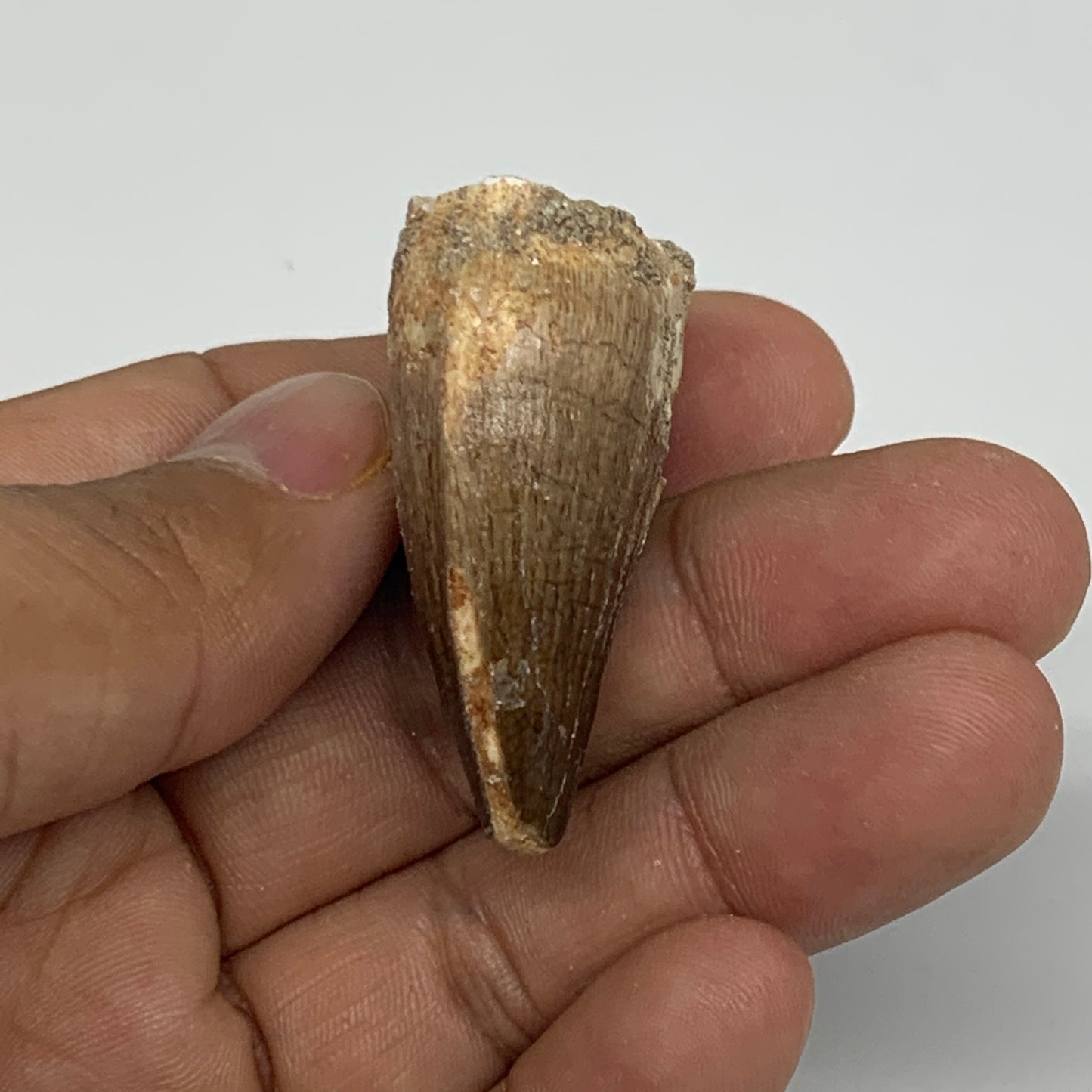 17g,1.7"X1.1"x0.7" Fossil Mosasaur Tooth reptiles, Cretaceous @Morocco,B12856