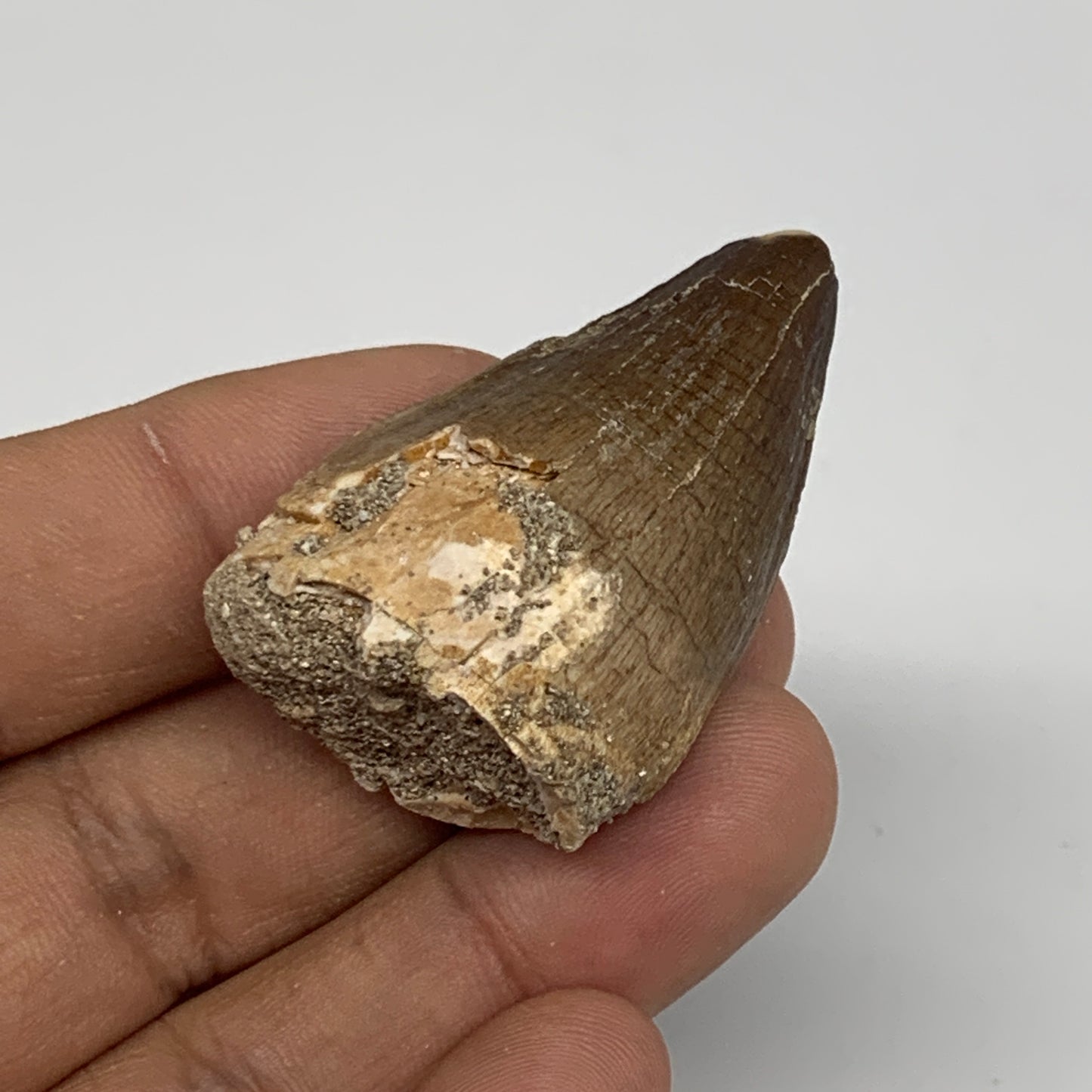 17g,1.7"X1.1"x0.7" Fossil Mosasaur Tooth reptiles, Cretaceous @Morocco,B12856