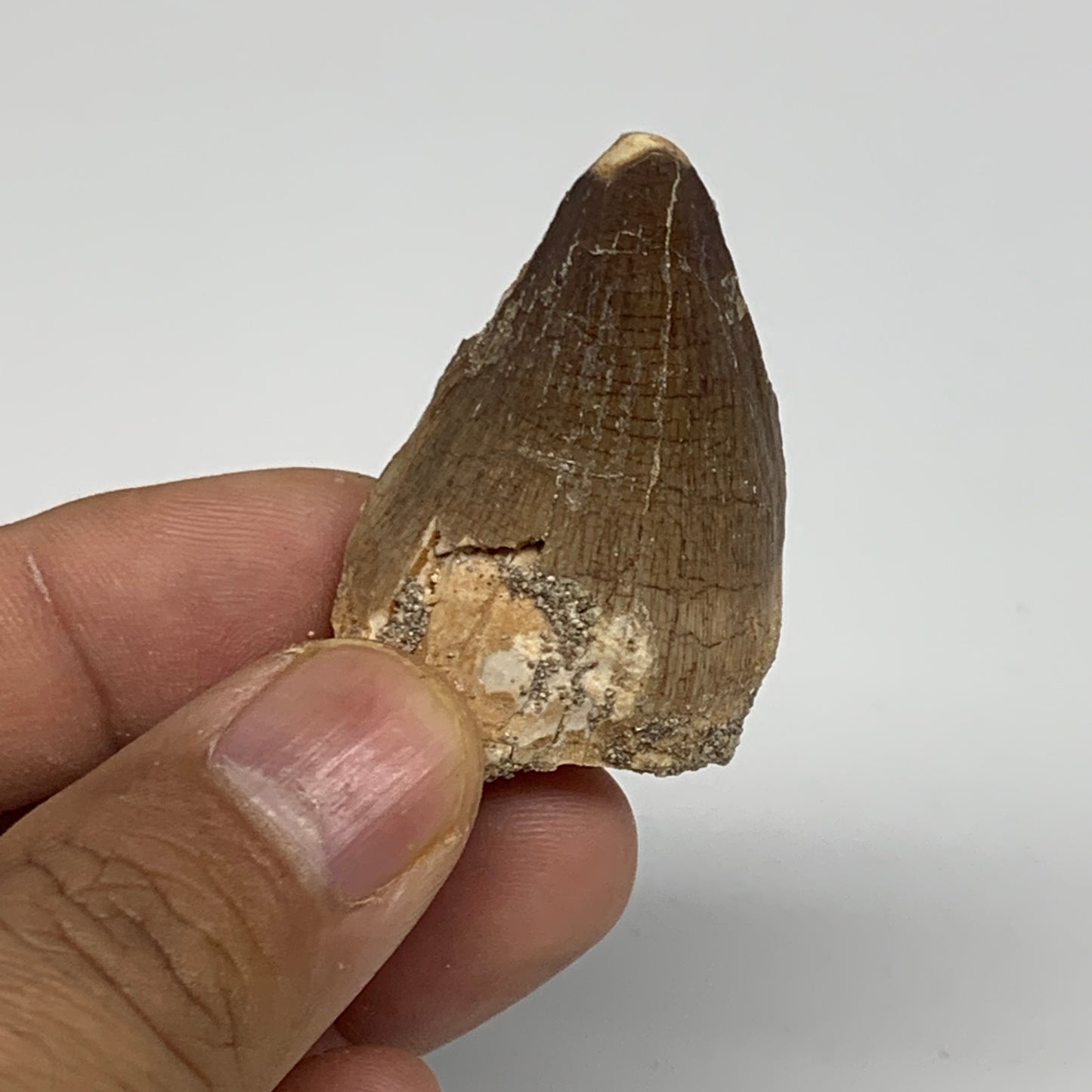 17g,1.7"X1.1"x0.7" Fossil Mosasaur Tooth reptiles, Cretaceous @Morocco,B12856