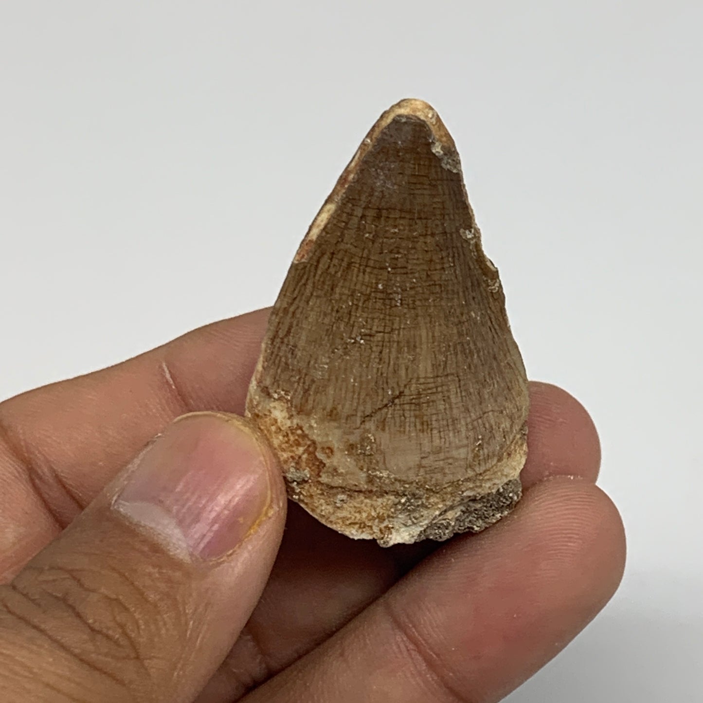 17g,1.7"X1.1"x0.7" Fossil Mosasaur Tooth reptiles, Cretaceous @Morocco,B12856