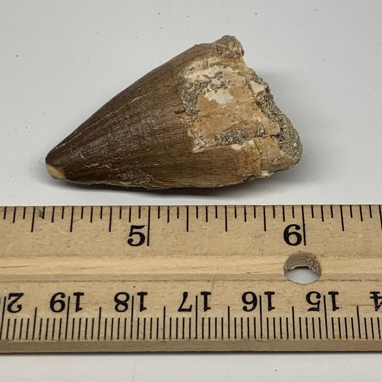 17g,1.7"X1.1"x0.7" Fossil Mosasaur Tooth reptiles, Cretaceous @Morocco,B12856