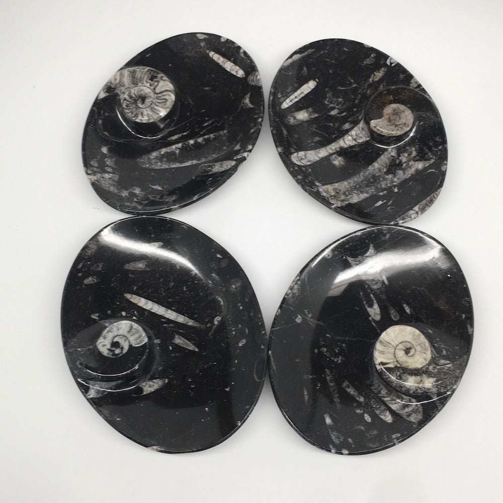 4pcs,6.25"x4.75"x5mm Oval Fossils Orthoceras Ammonite Bowls Dishes,Black, MF1389