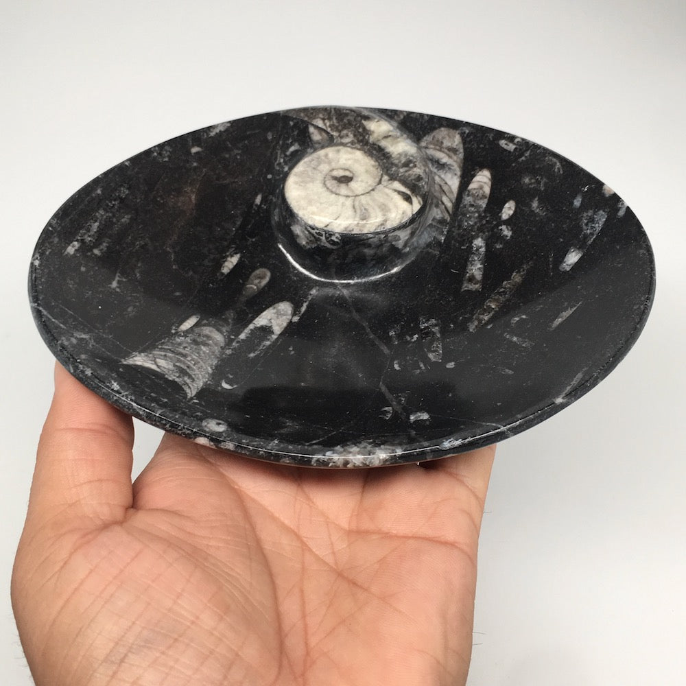 4pcs,6.25"x4.75"x5mm Oval Fossils Orthoceras Ammonite Bowls Dishes,Black, MF1389