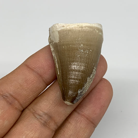 19.9g,1.5"X1"x0.8" Fossil Mosasaur Tooth reptiles, Cretaceous @Morocco,B12892